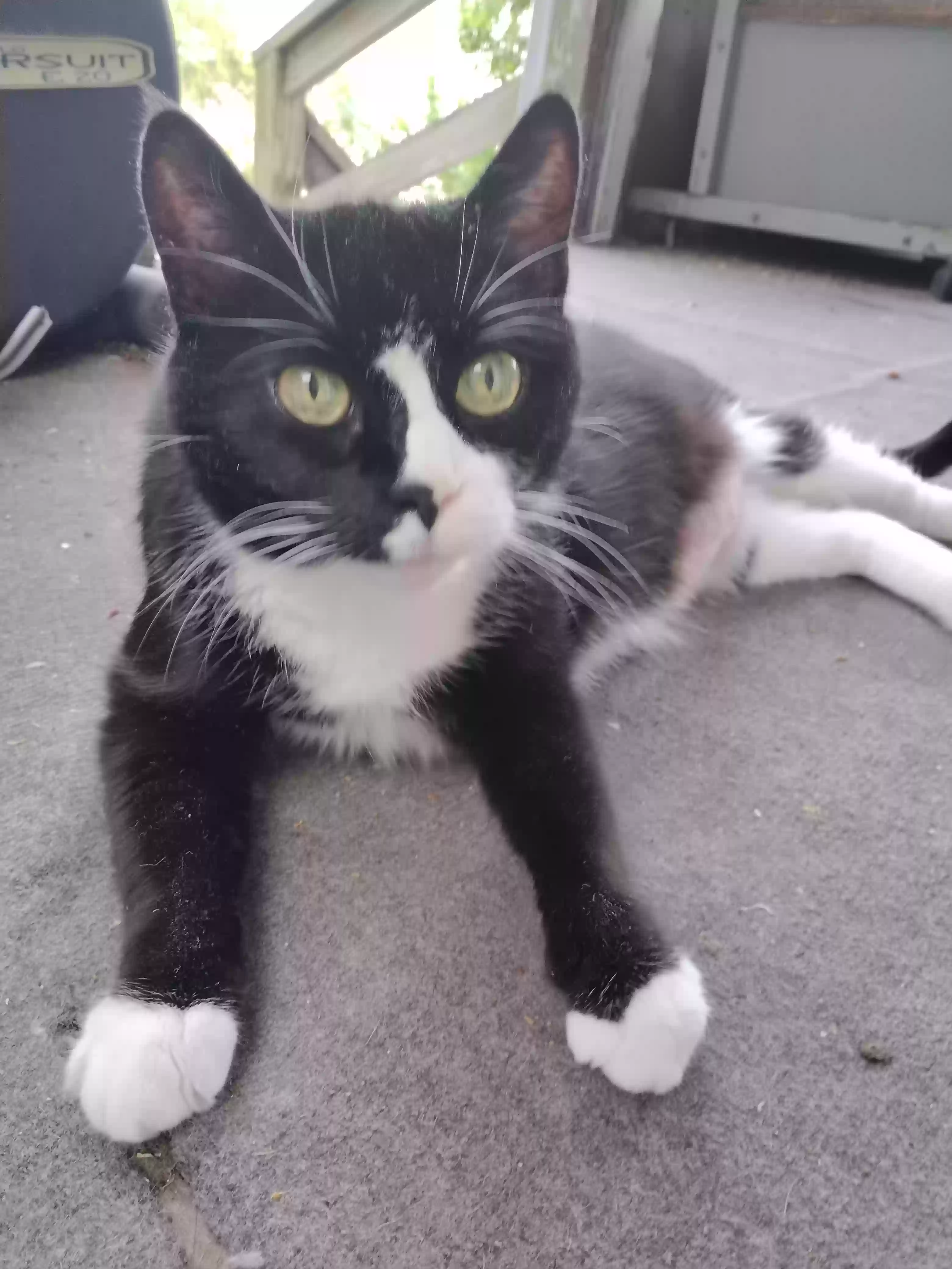Lost cat in Nashua, NH, 3064