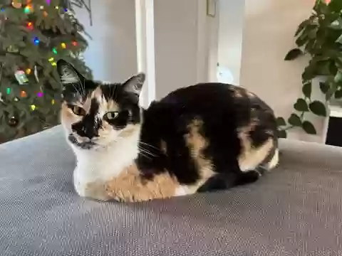 Lost cat in Los Angeles, CA, 90065