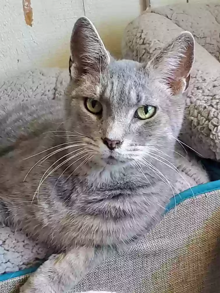 Lost cat in Murfreesboro, TN, 37128