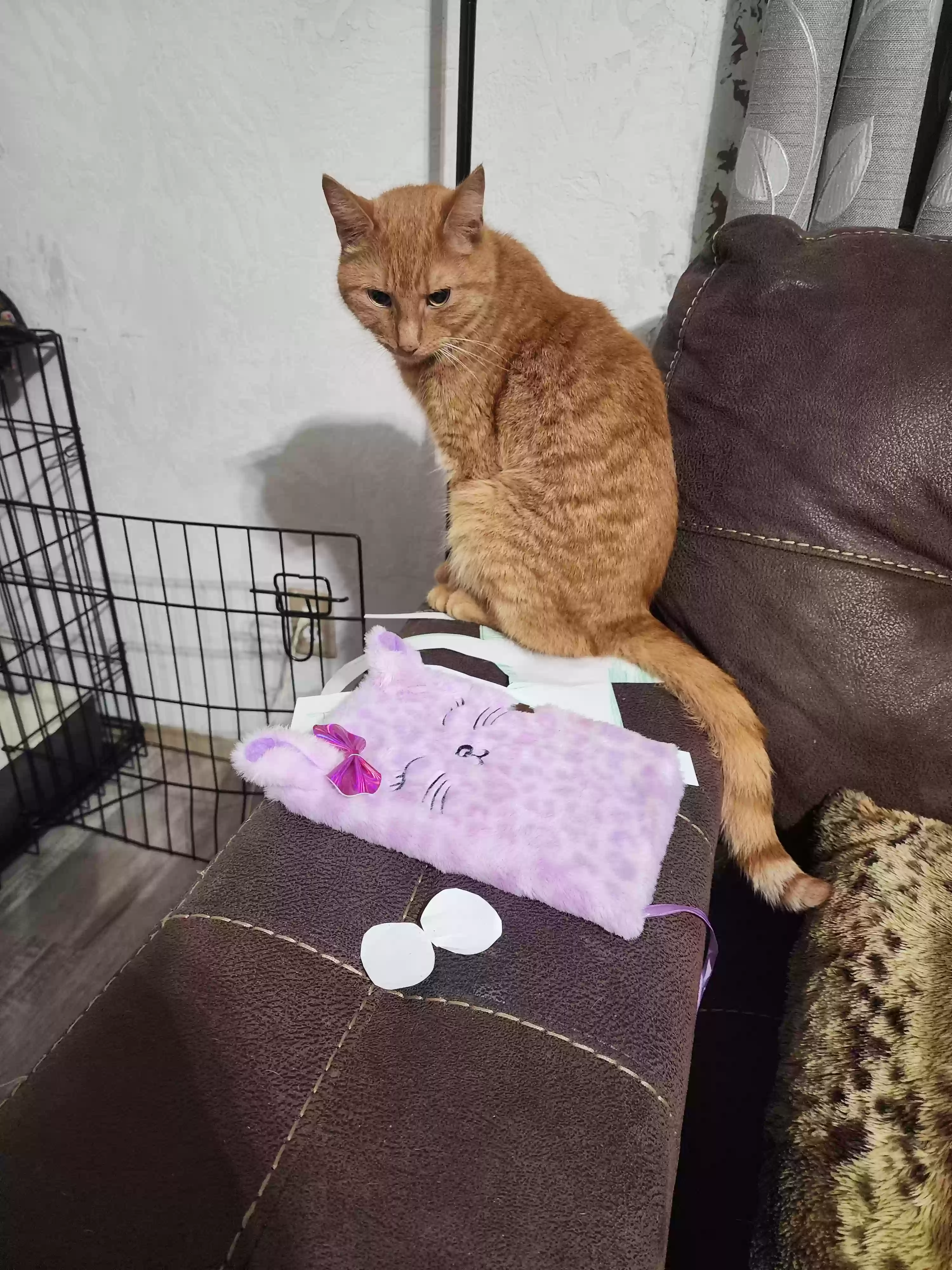 Found cat in Beaver, PA, 15009