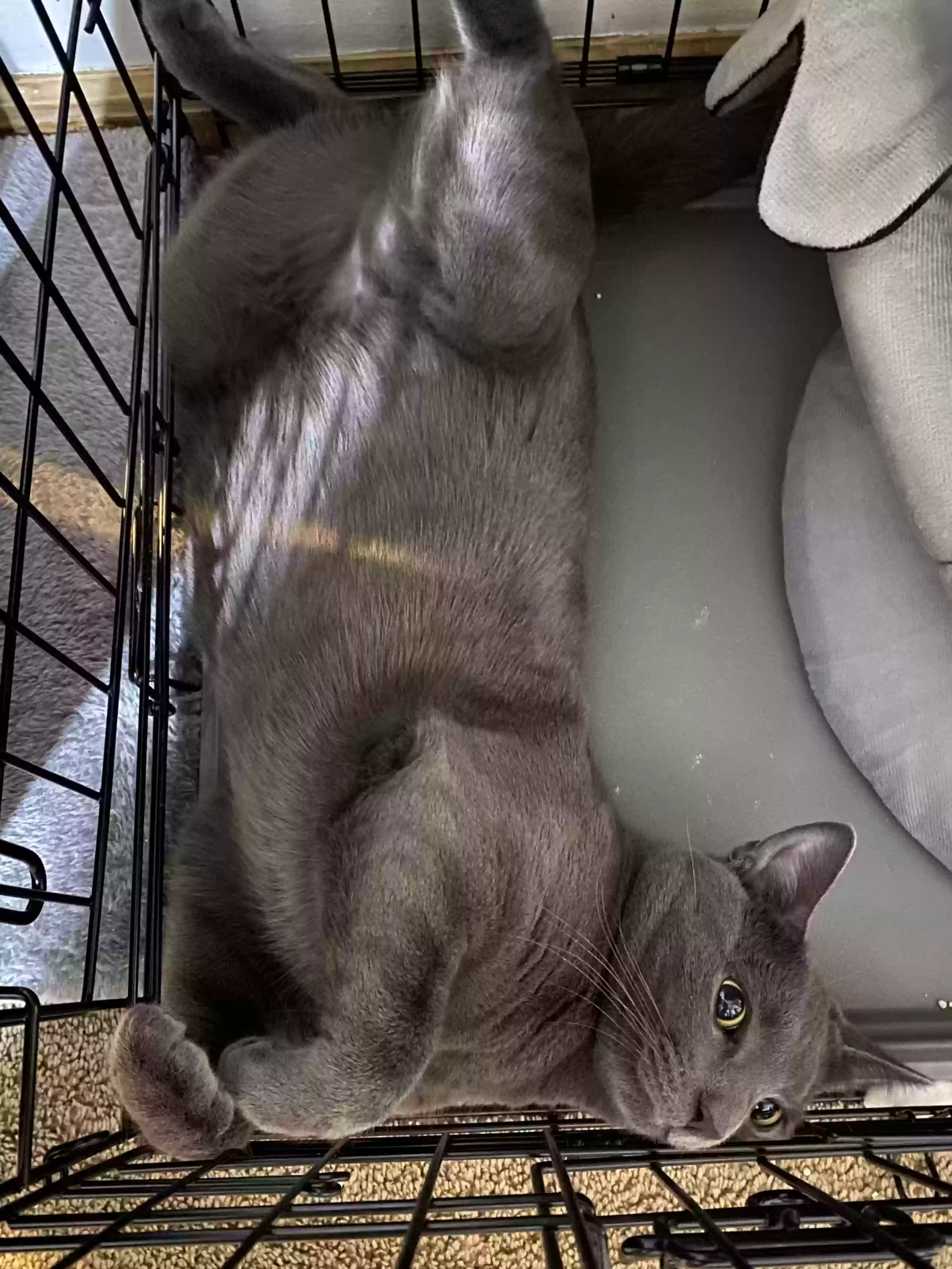 Lost cat in Staten Island, NY, 10305