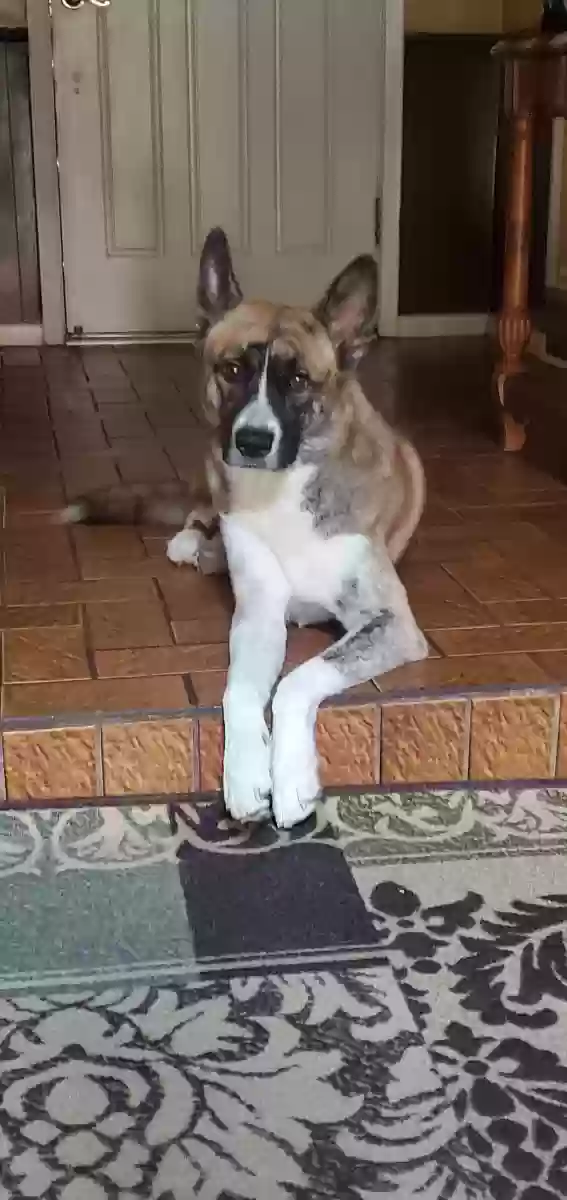 Lost dog in San Antonio, TX, 78232