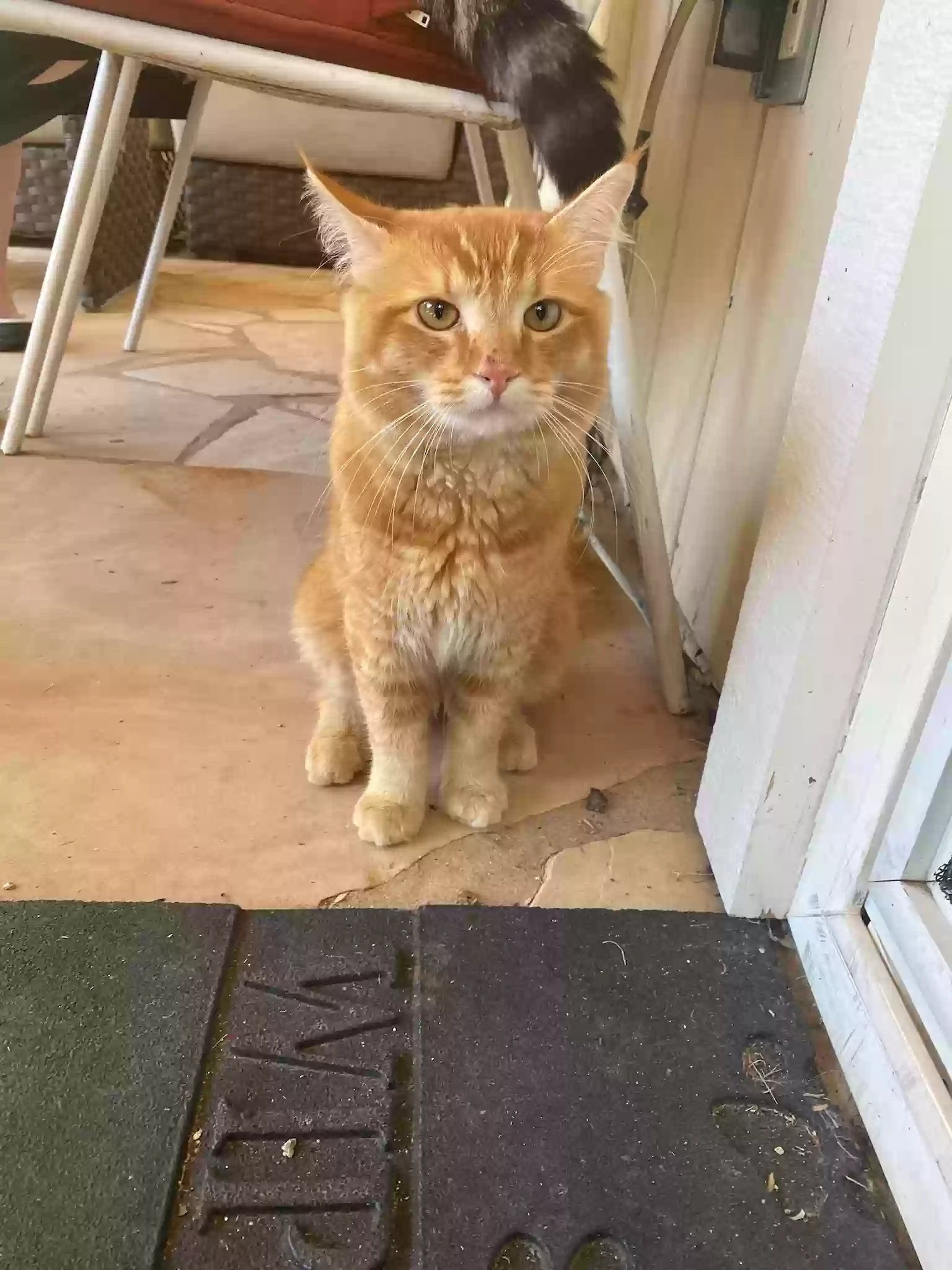Found cat in Roseville, CA, 95661