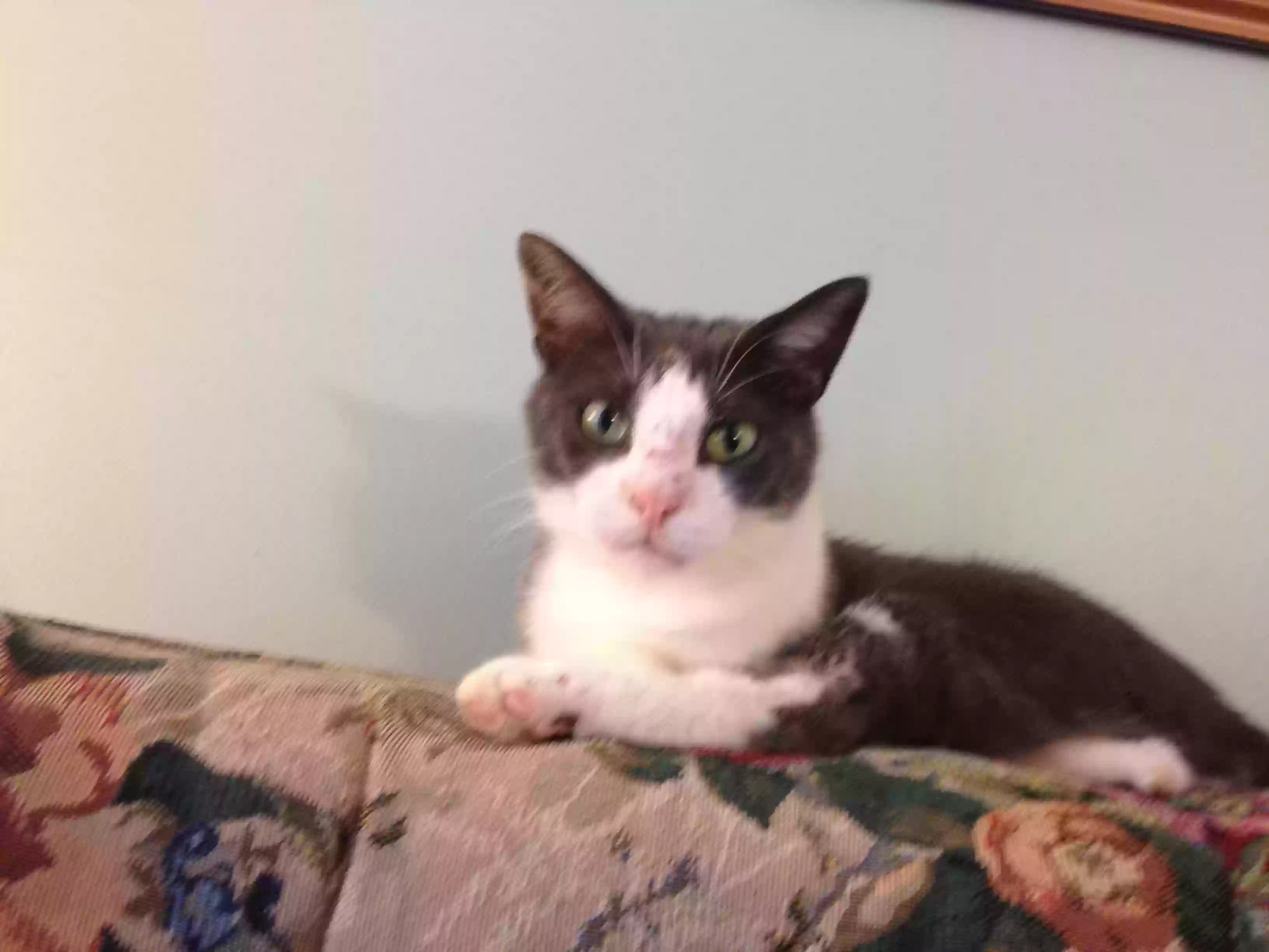 Lost cat in Sun City West, AZ, 85375