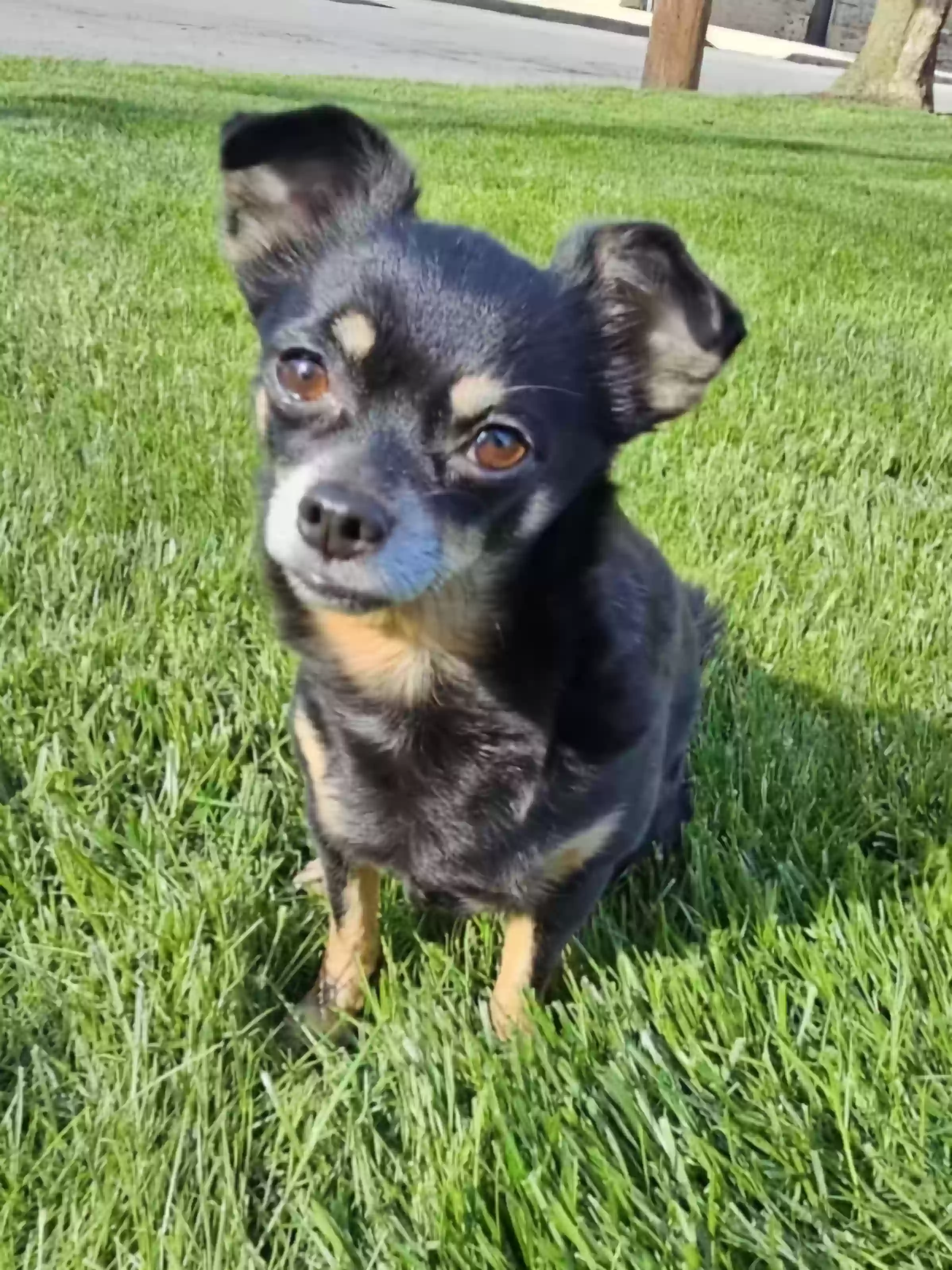 Lost dog in Hazleton, PA, 18201