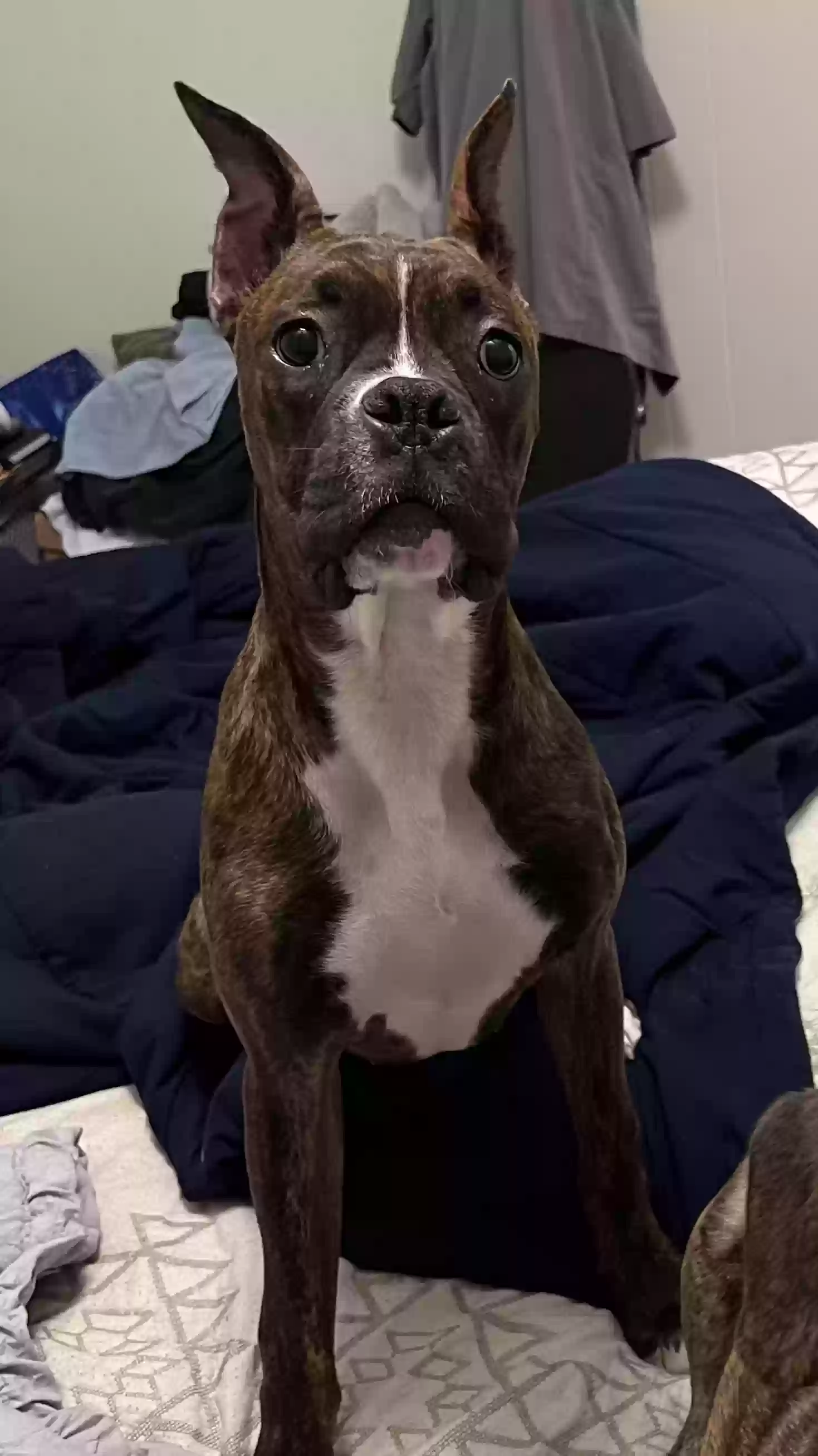 Lost dog in Houston, TX, 77080