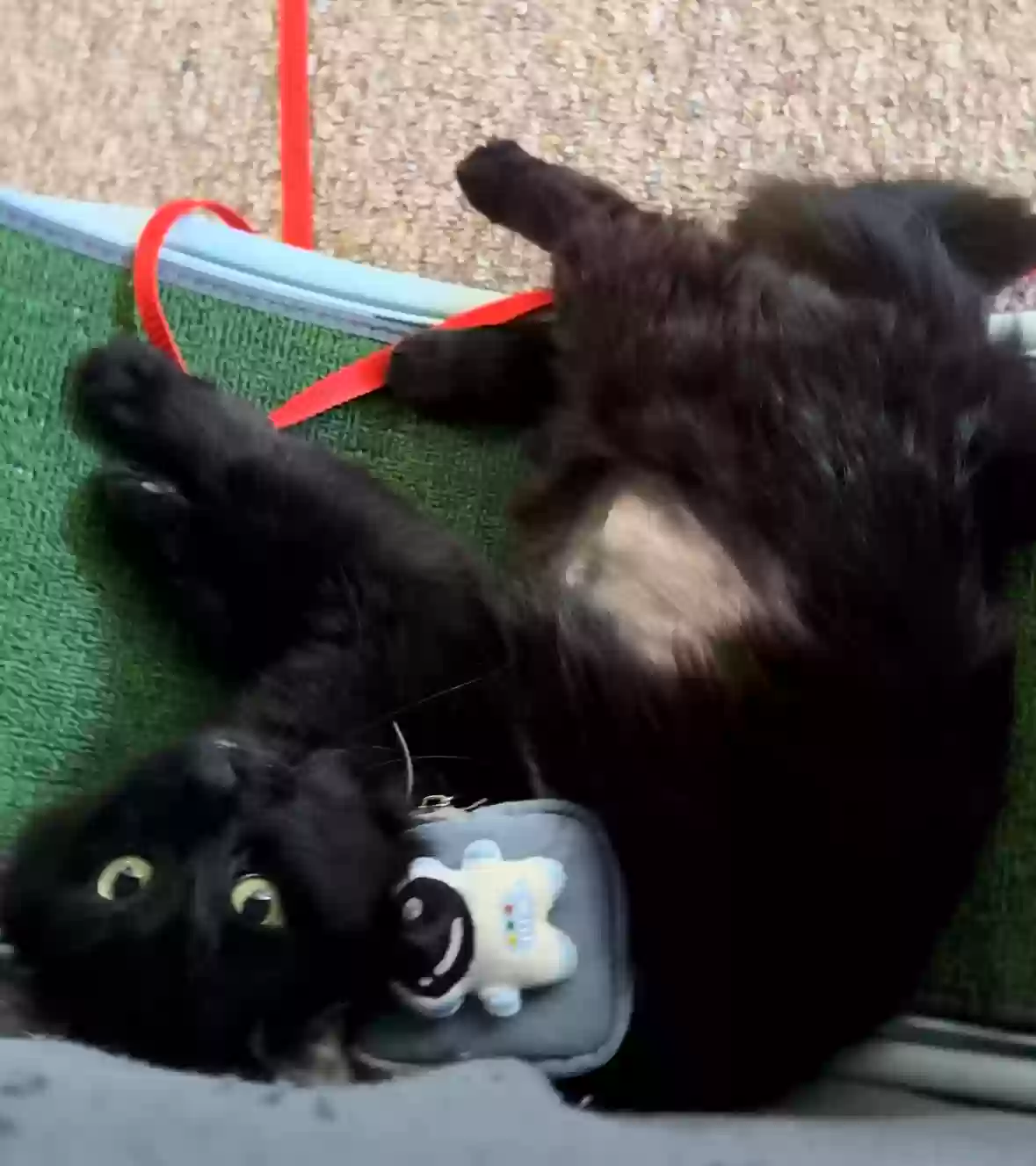 Lost cat in Loves Park, IL, 61111