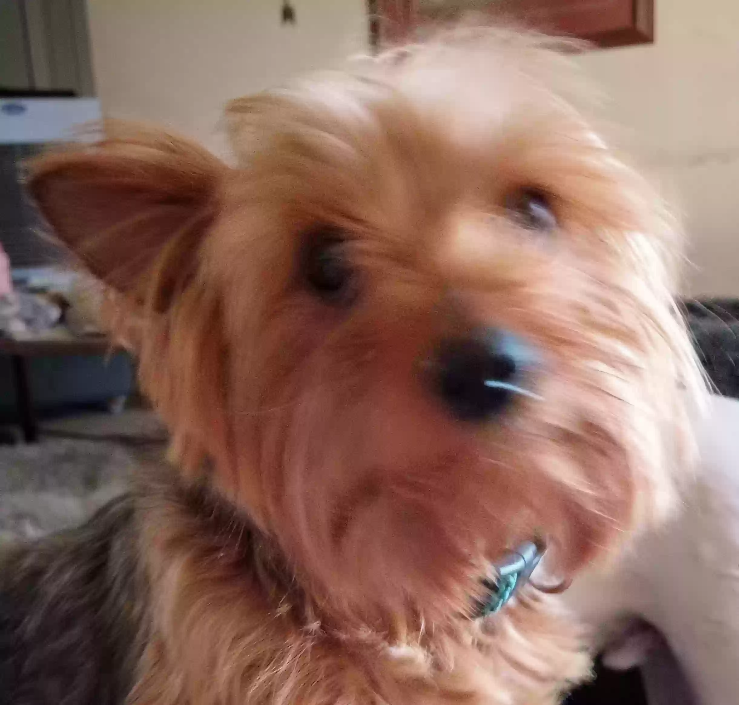 Lost dog in Mesa, AZ, 85201