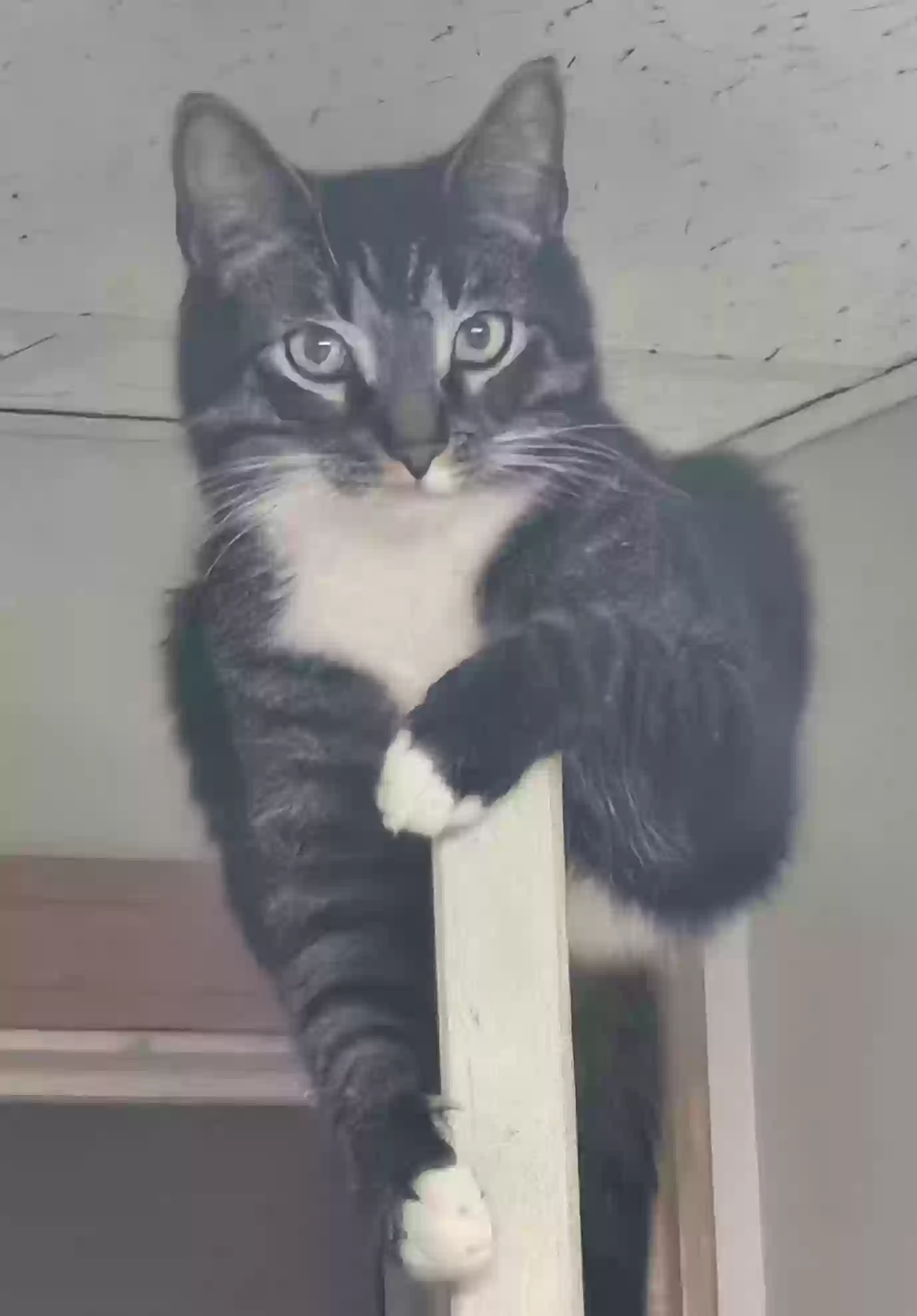 Lost cat in Barberton, OH, 44203