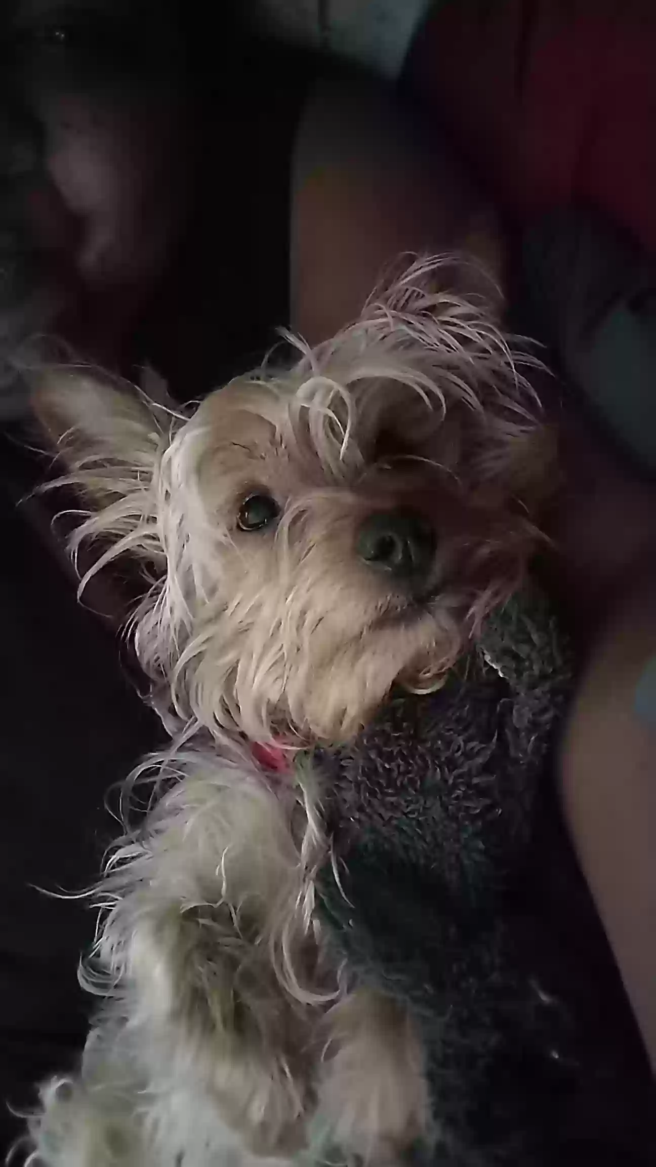 Lost dog in Hermitage, TN, 37076