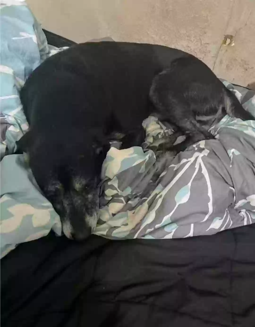 Lost dog in Jacksonville, FL, 32211