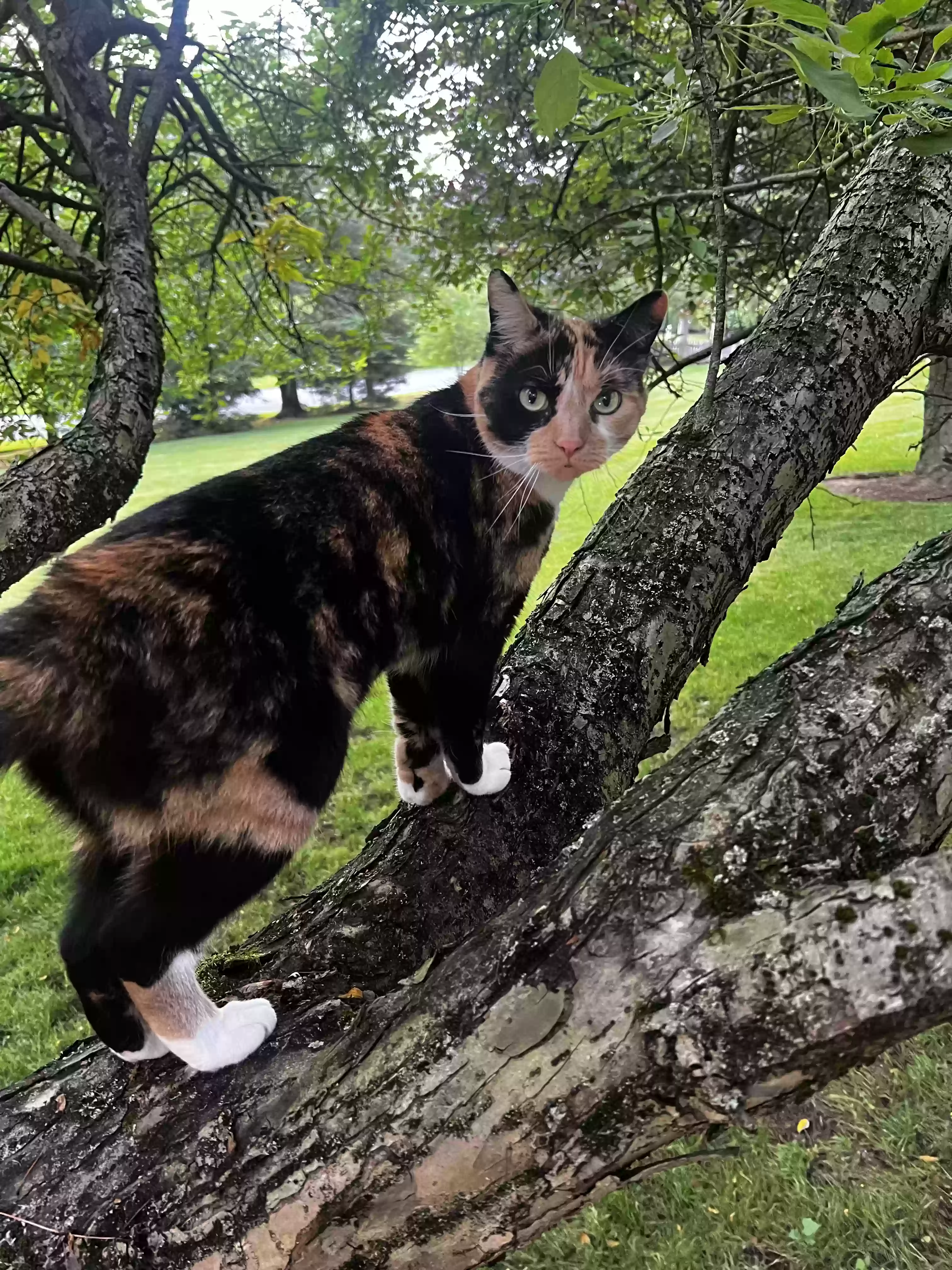 Lost cat in Northvale, NJ, 7647