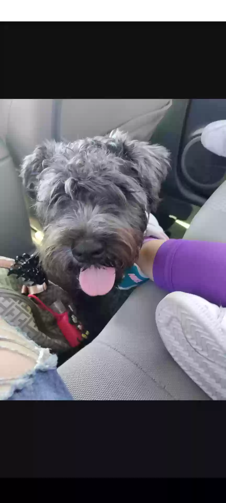 Lost dog in Tucson, AZ, 85714