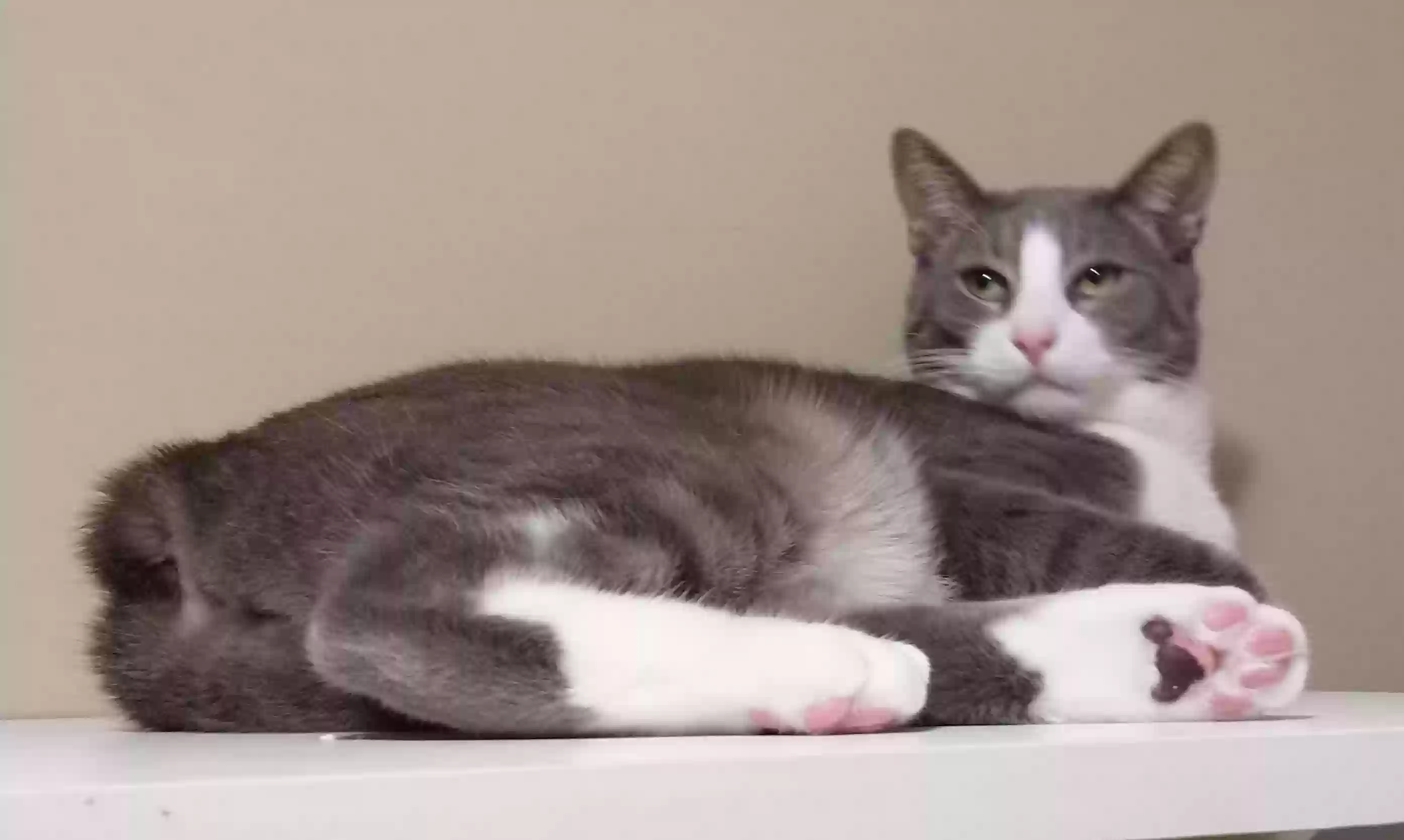 Lost cat in Middletown, NY, 10940