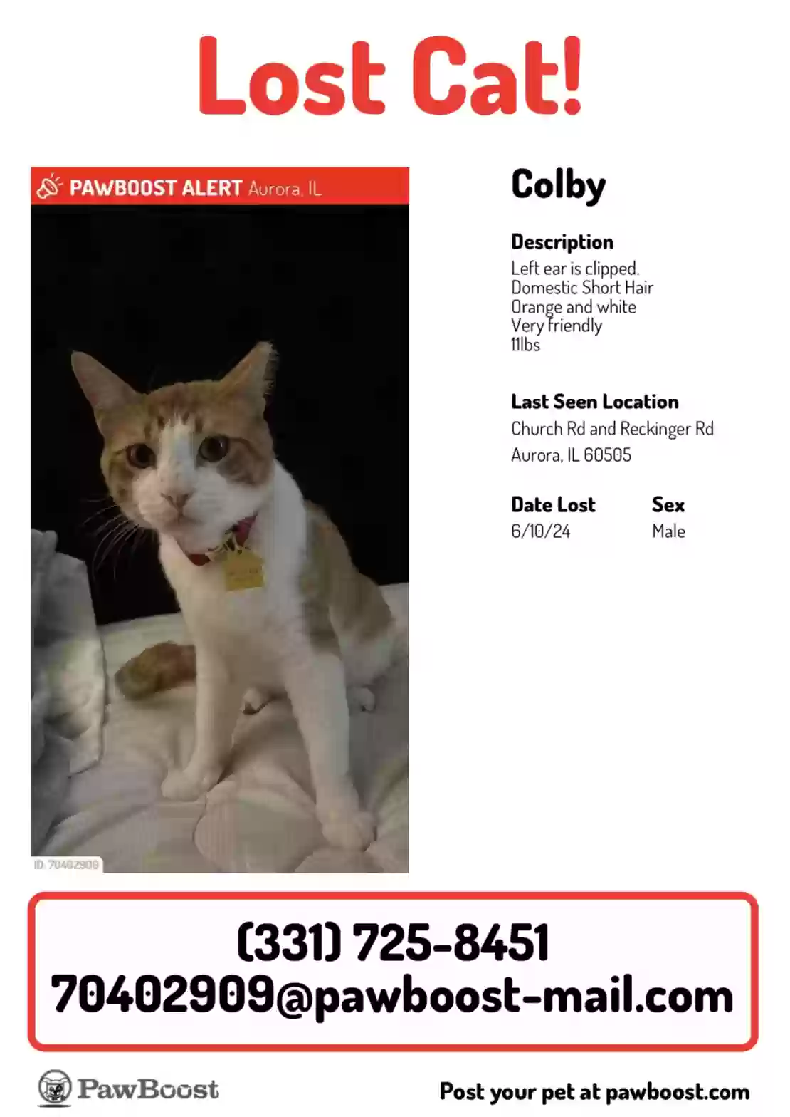 Lost cat in Aurora, IL, 60505