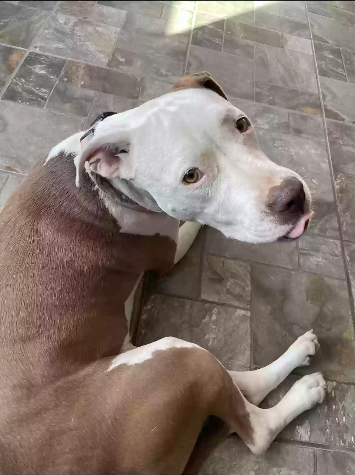 Lost dog in Byers, CO, 80103