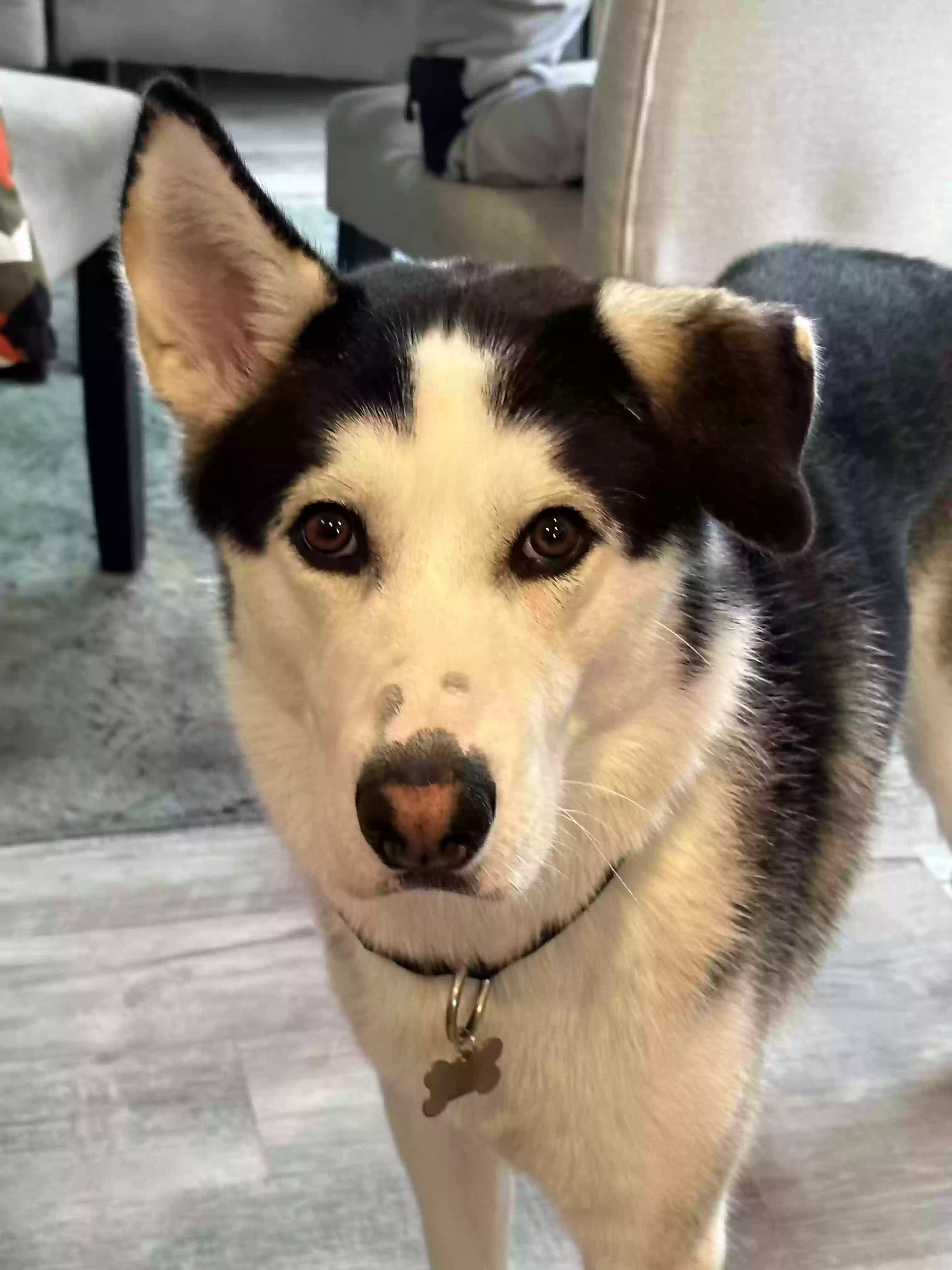 Lost dog in Lakeville, MN, 55044