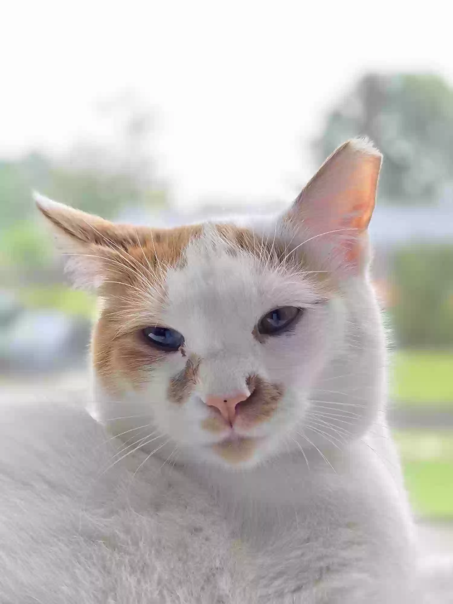 Lost cat in Fort Washington, MD, 20744