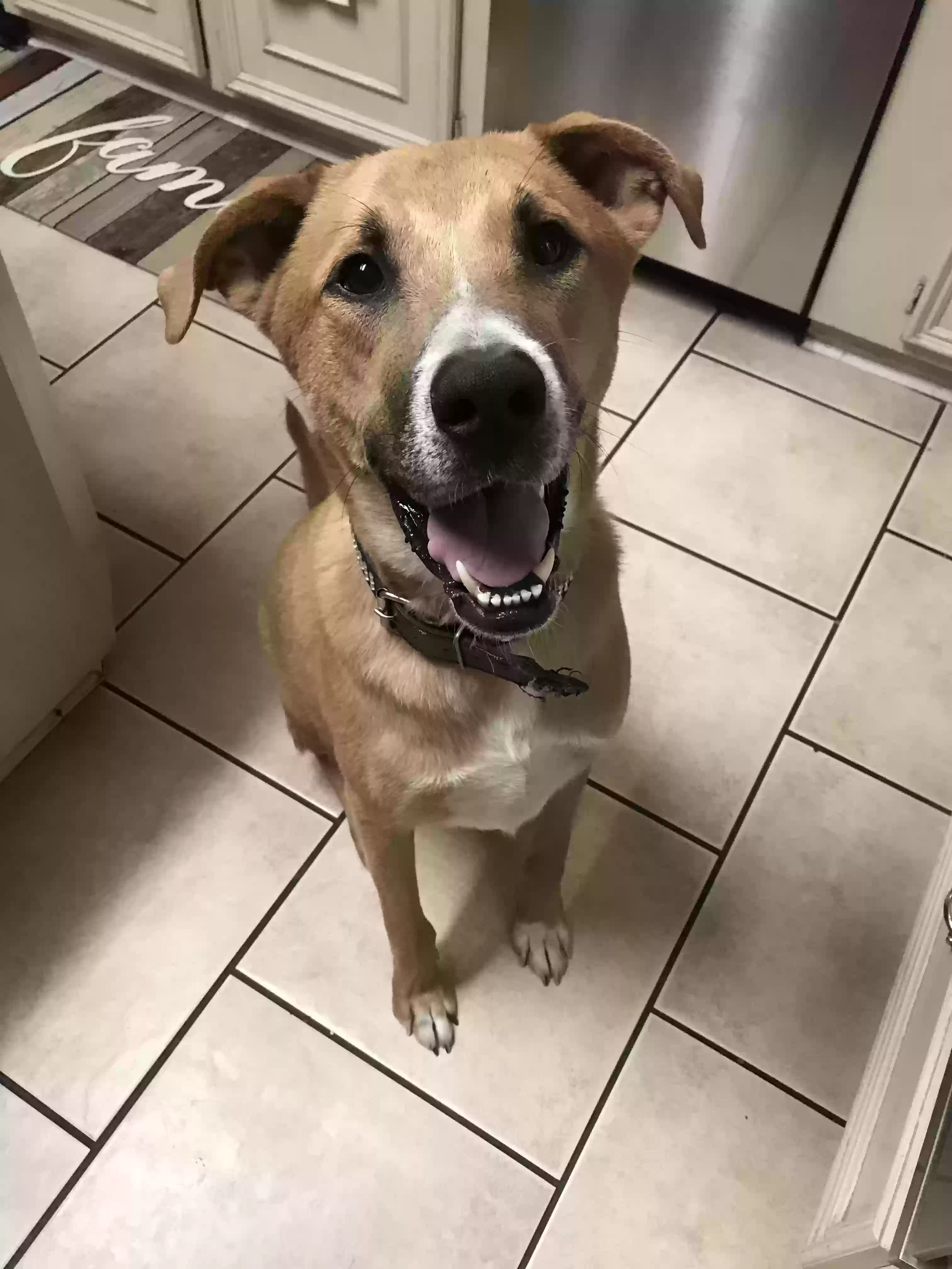 Lost dog in Houston, TX, 77044