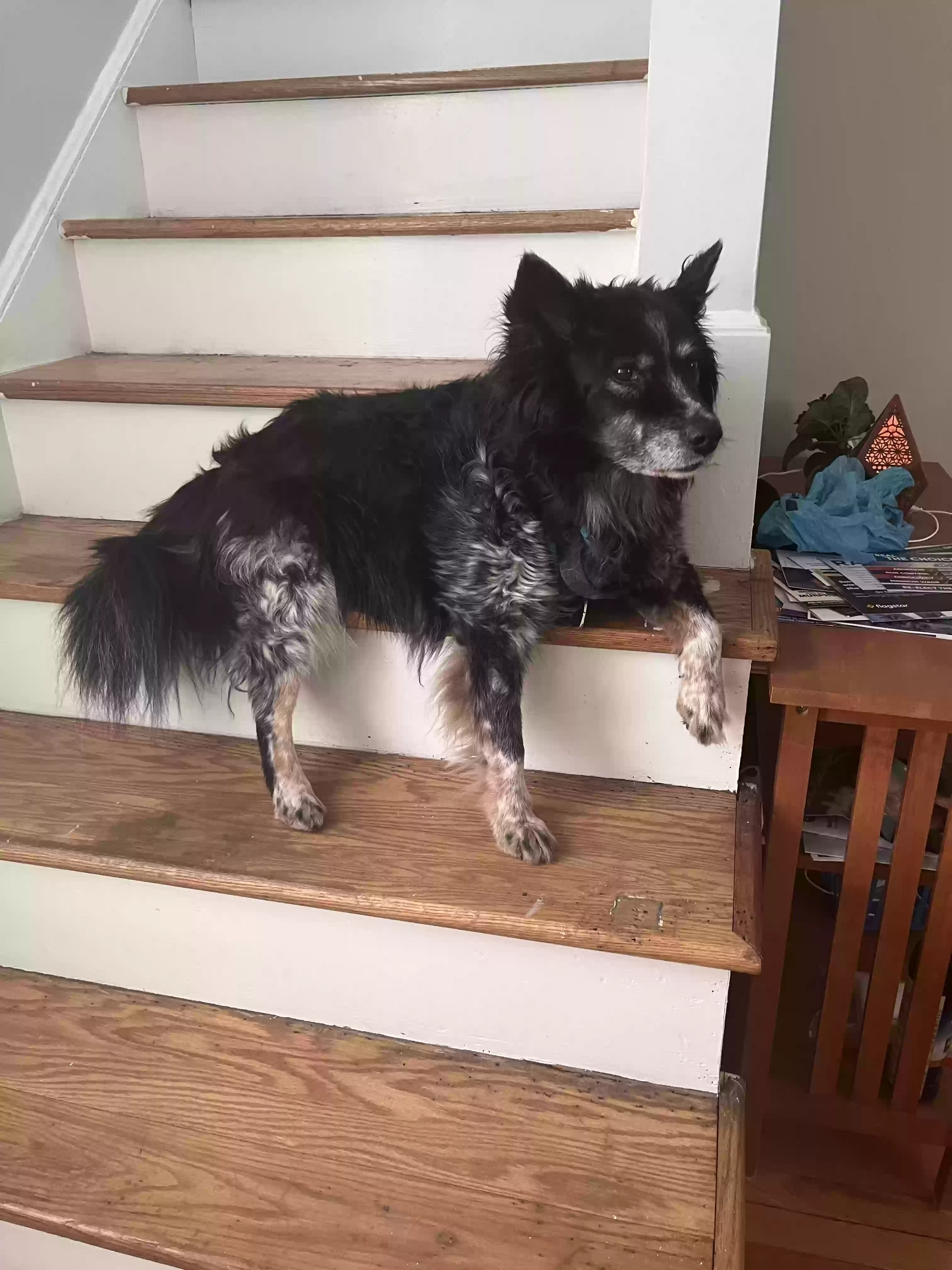 Lost dog in Cleveland, OH, 44118