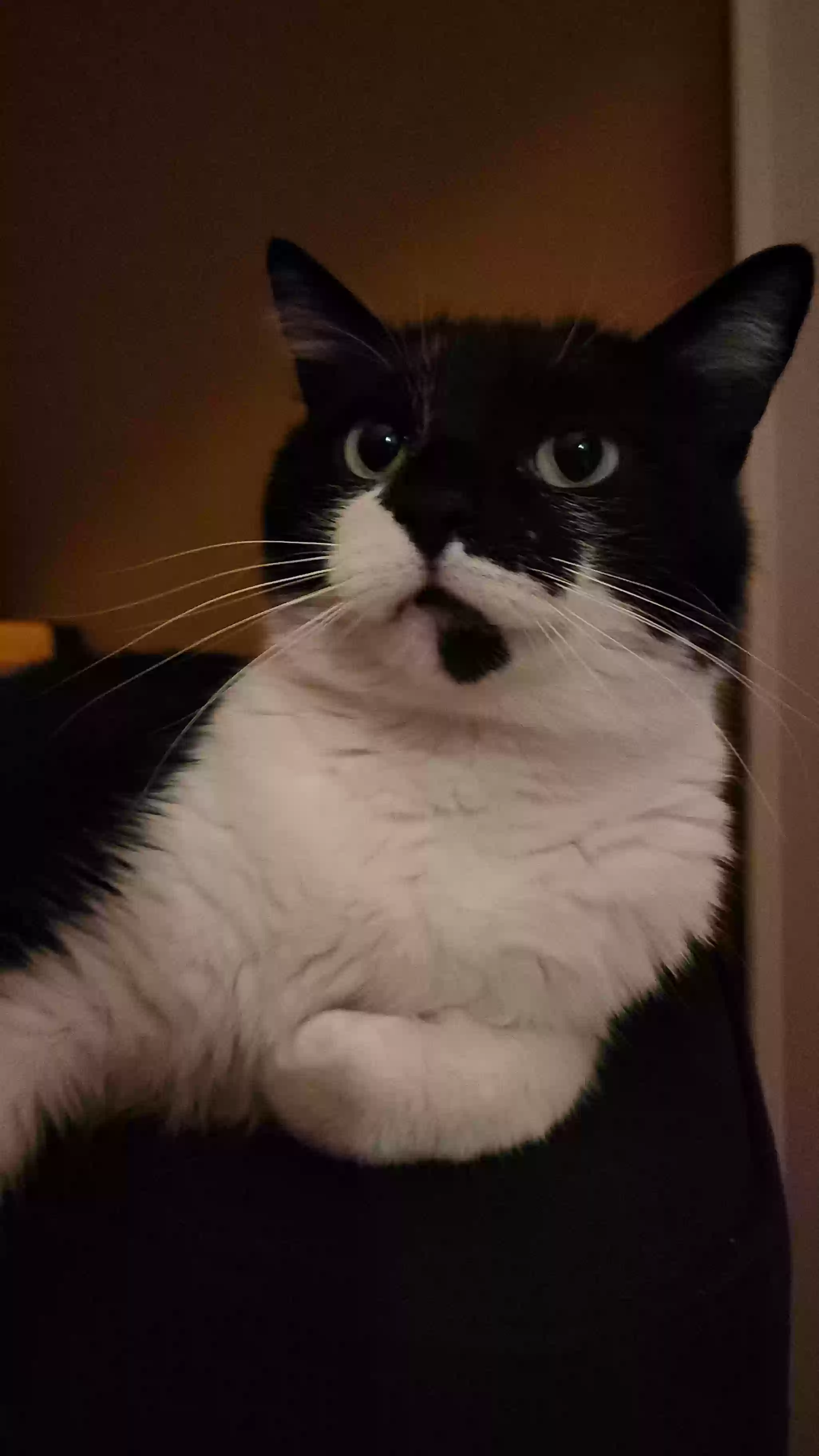 Lost cat in North Ridgeville, OH, 44039