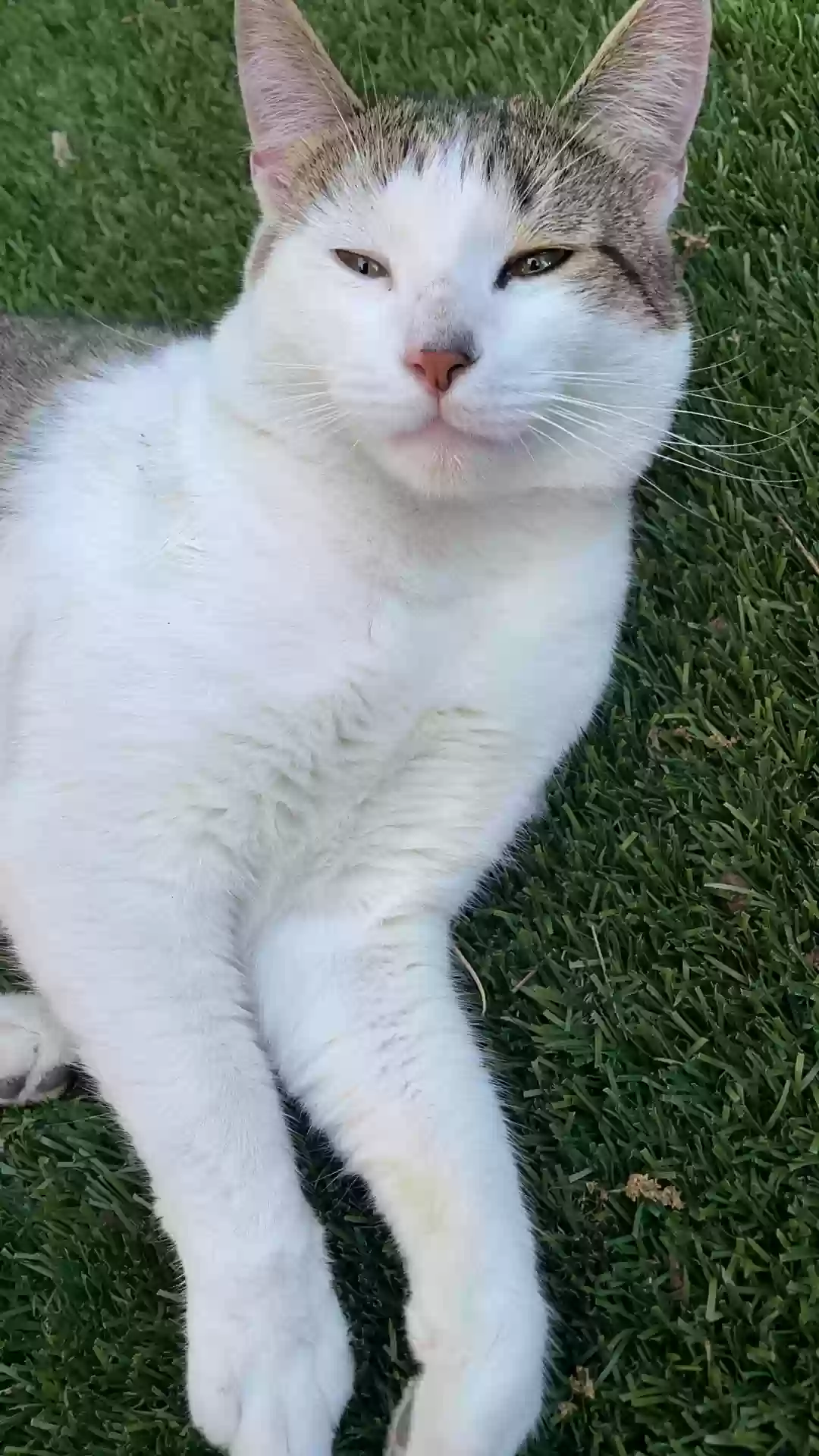 Lost cat in Scotts Valley, CA, 95066