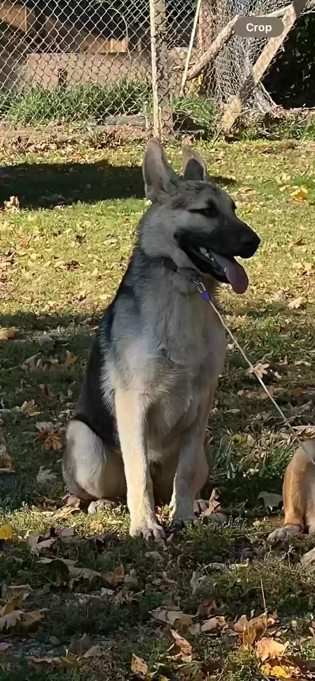 Lost dog in Bridgeton, NJ, 8302