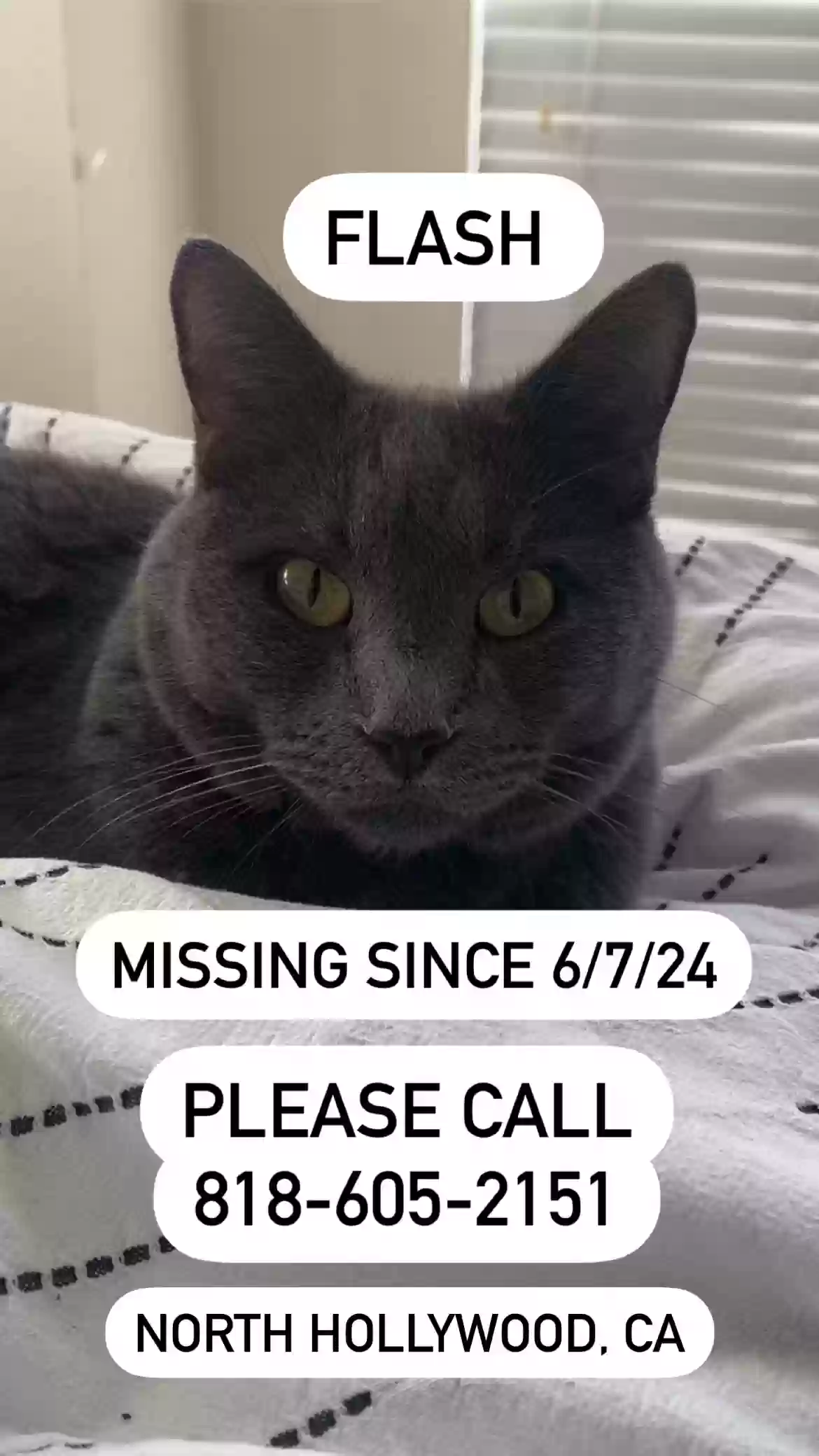 Lost cat in North Hollywood, CA, 91601