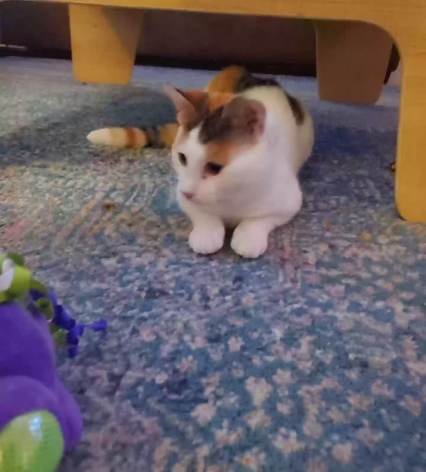 Lost cat in Chattanooga, TN, 37415