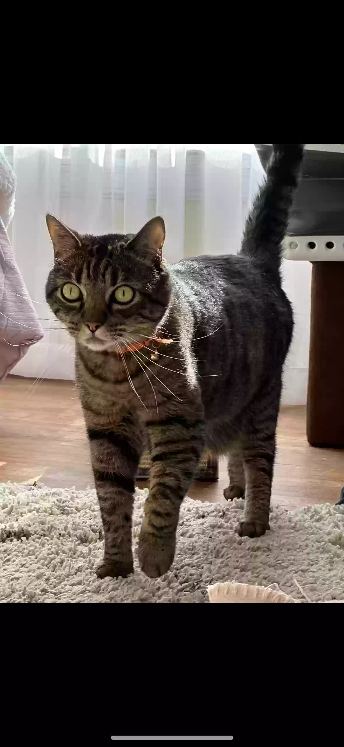 Lost cat in San Francisco, CA, 94127