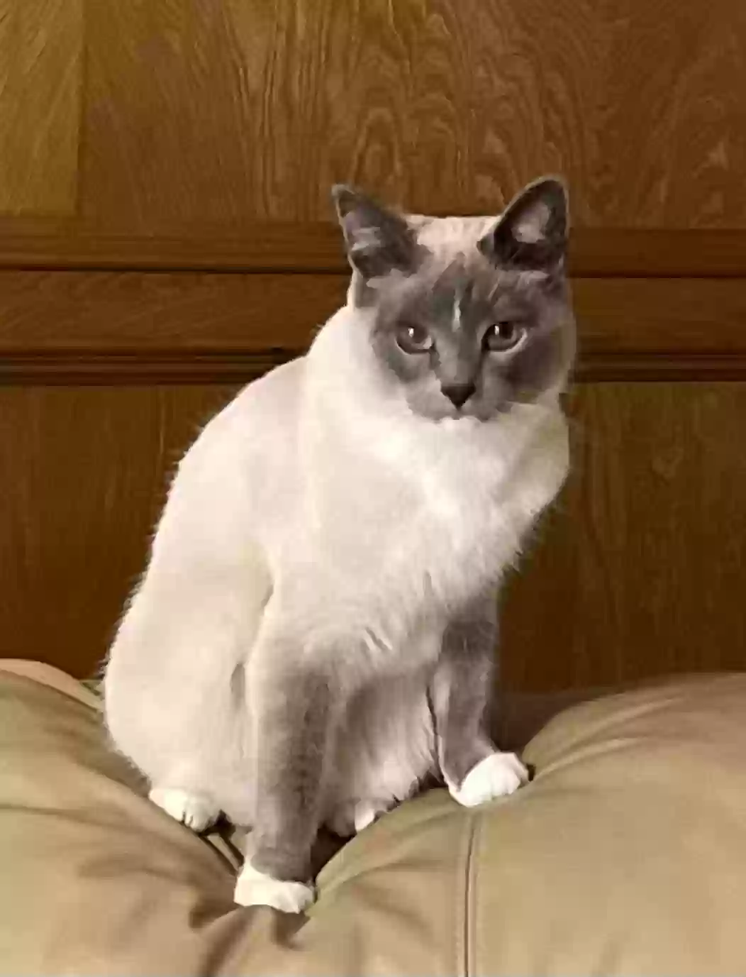 Lost cat in Fort Worth, TX, 76137