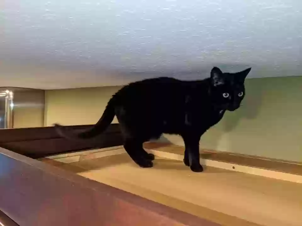 Lost cat in Springboro, OH, 45066