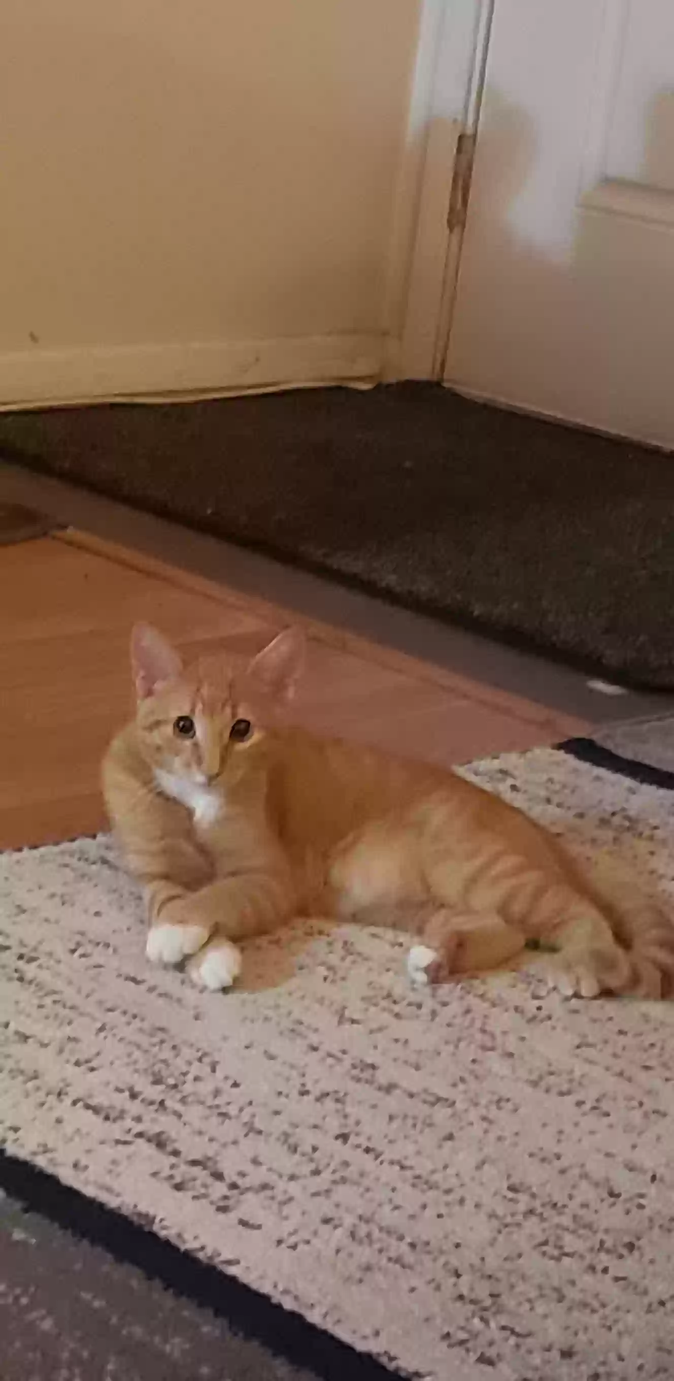 Lost cat in Lacey, WA, 98503