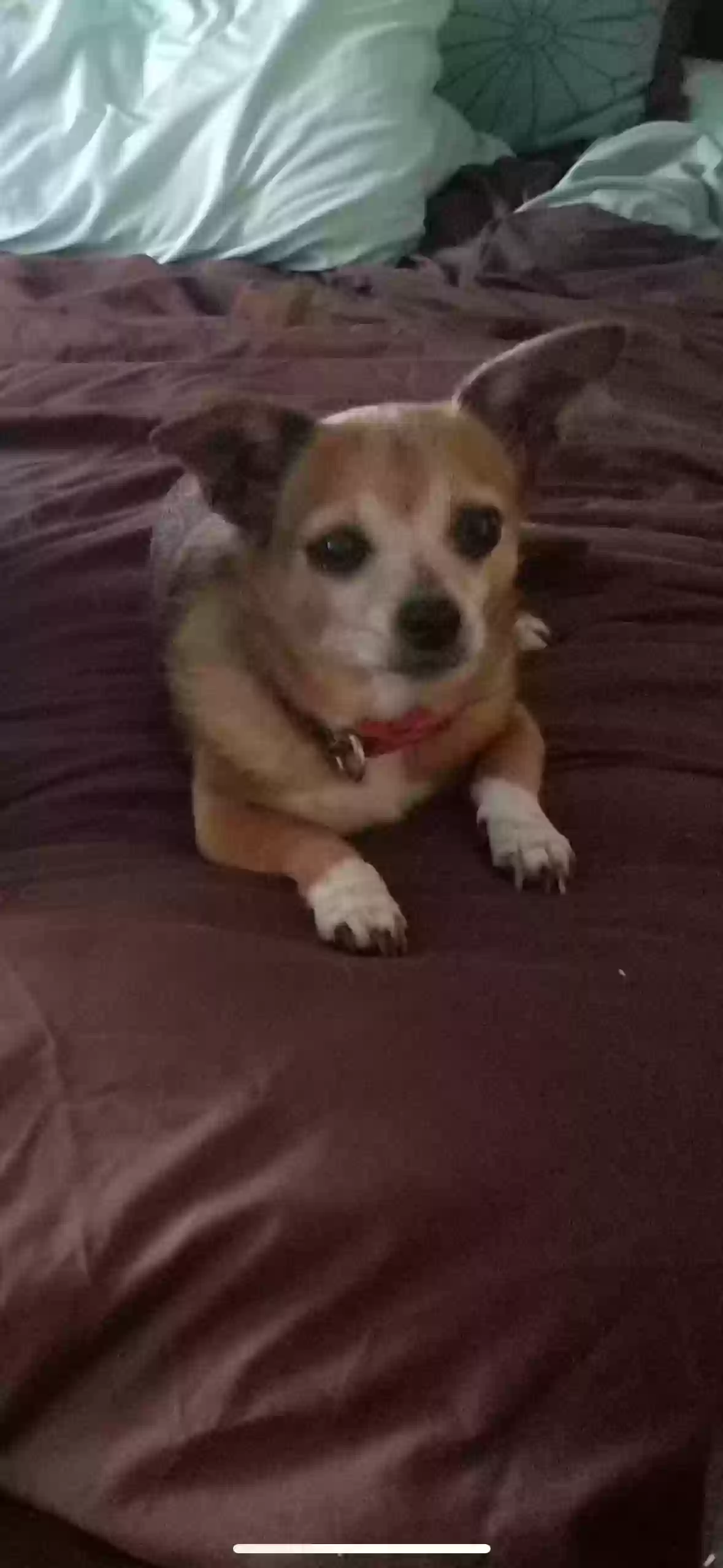 Lost dog in Milpitas, CA, 95035