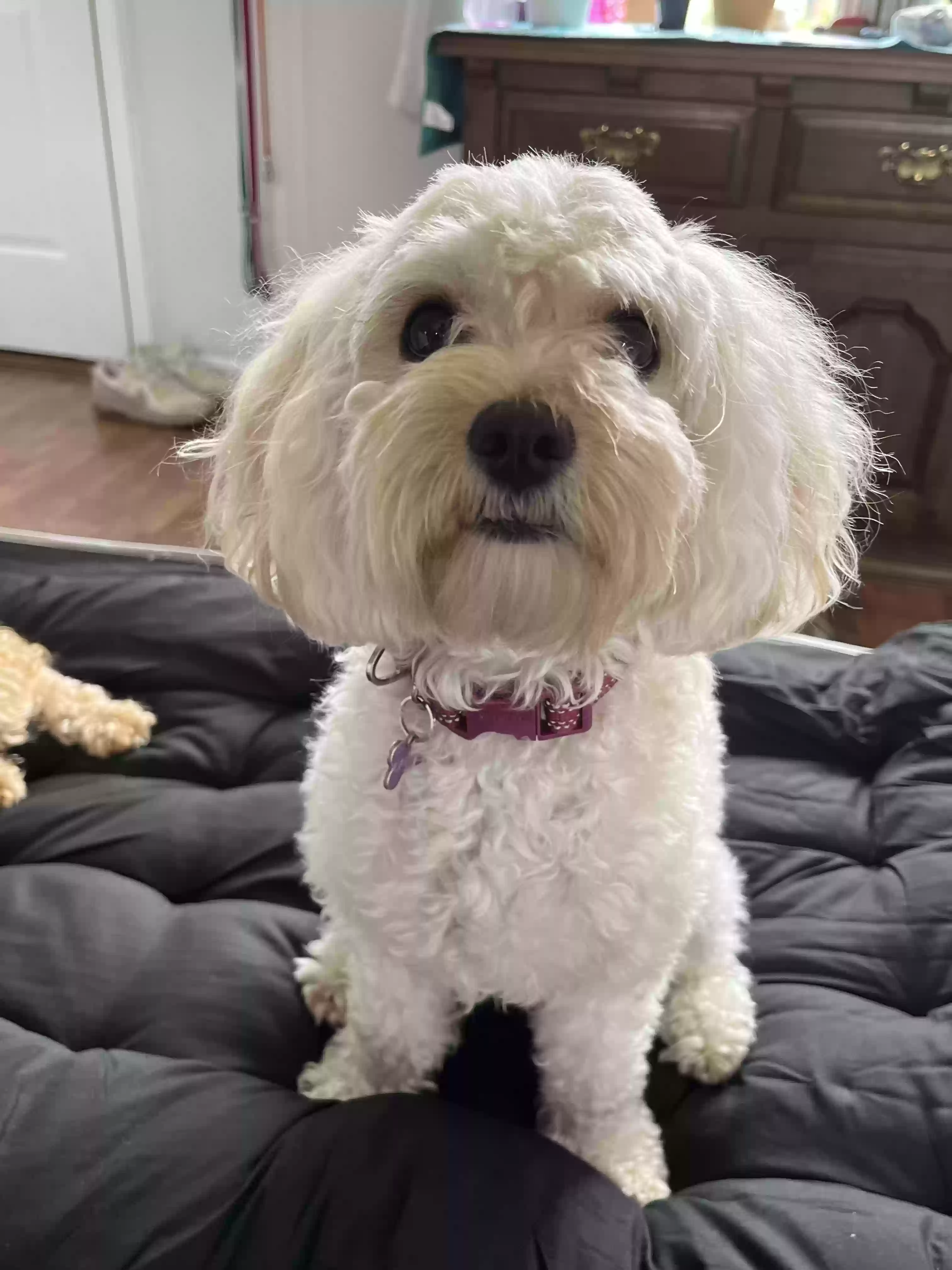 Lost dog in Uniontown, OH, 44685