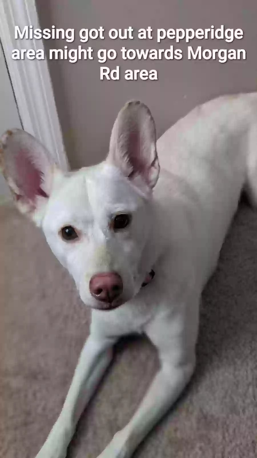Lost dog in Hephzibah, GA, 30815