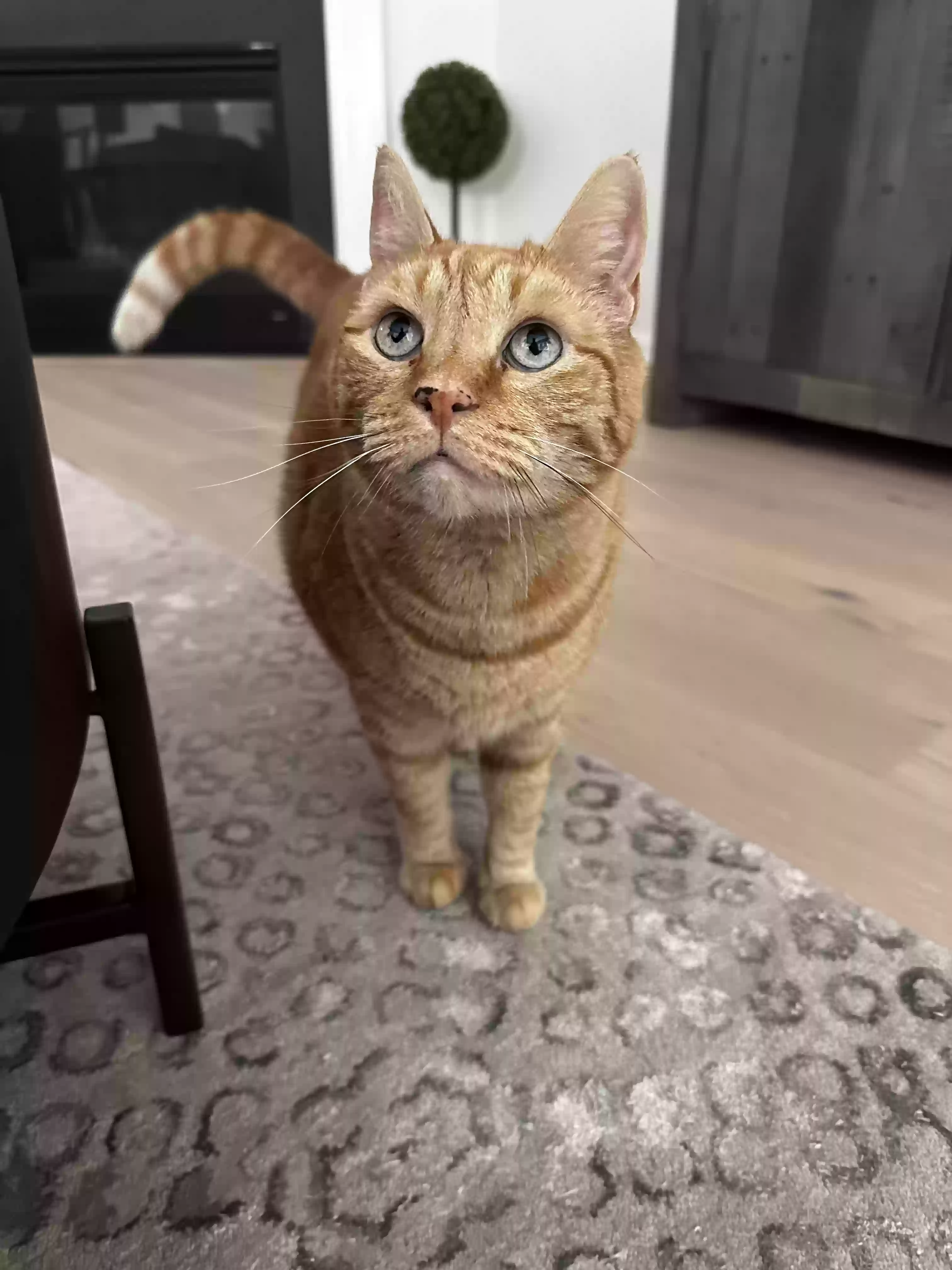 Lost cat in Charlotte, NC, 28278