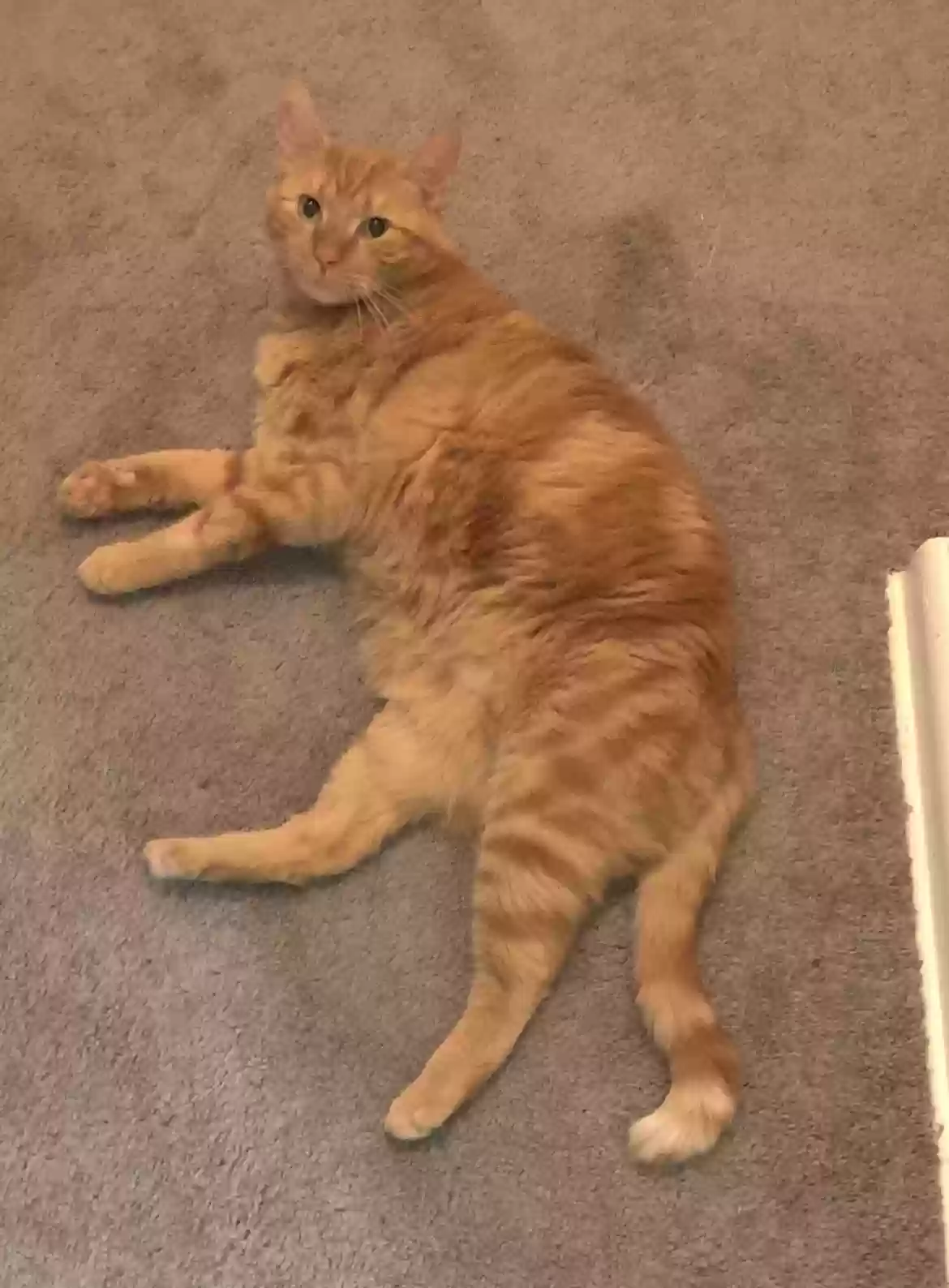 Lost cat in Pittsburgh, PA, 15202