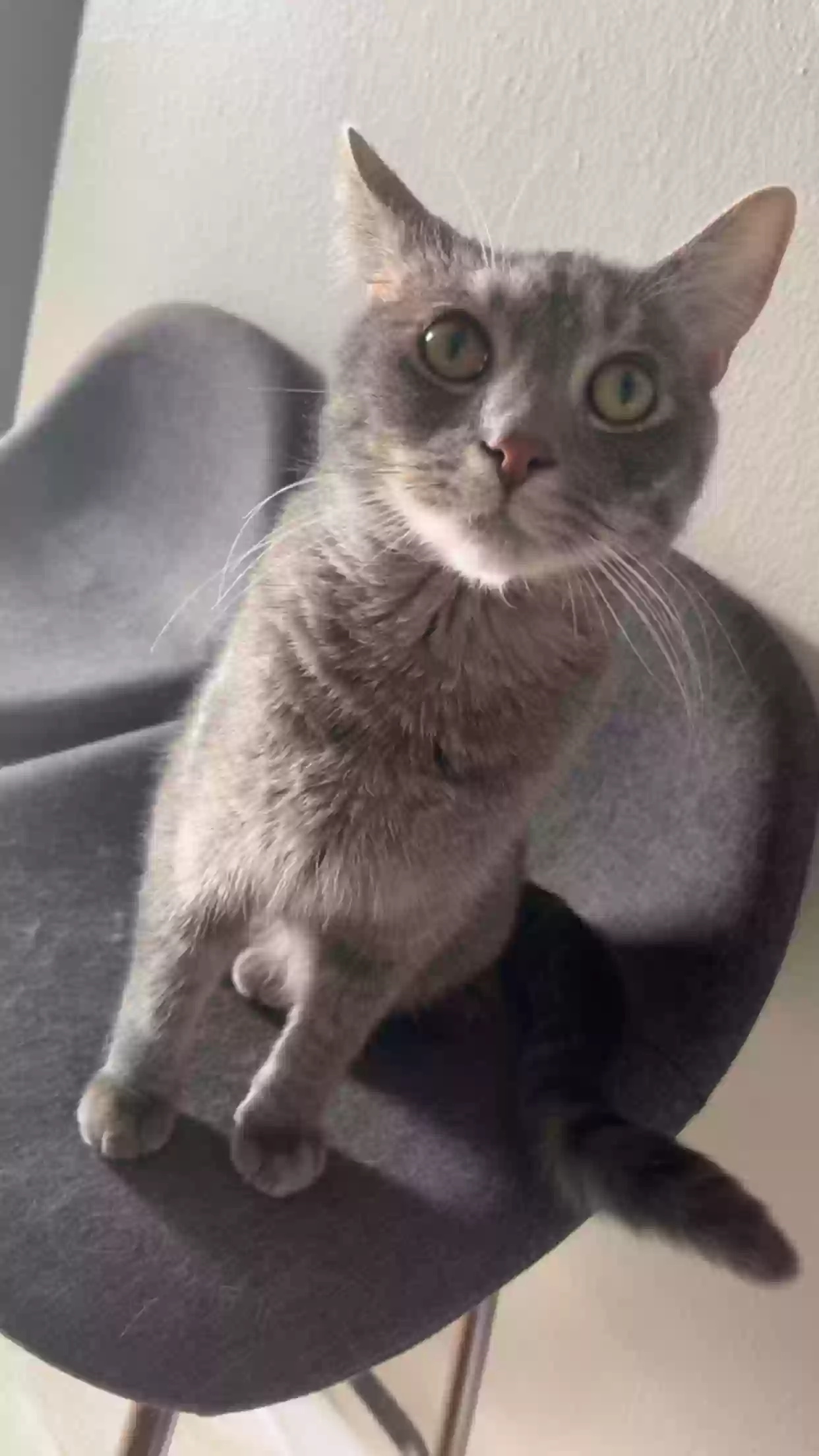 Lost cat in Denver, CO, 80207