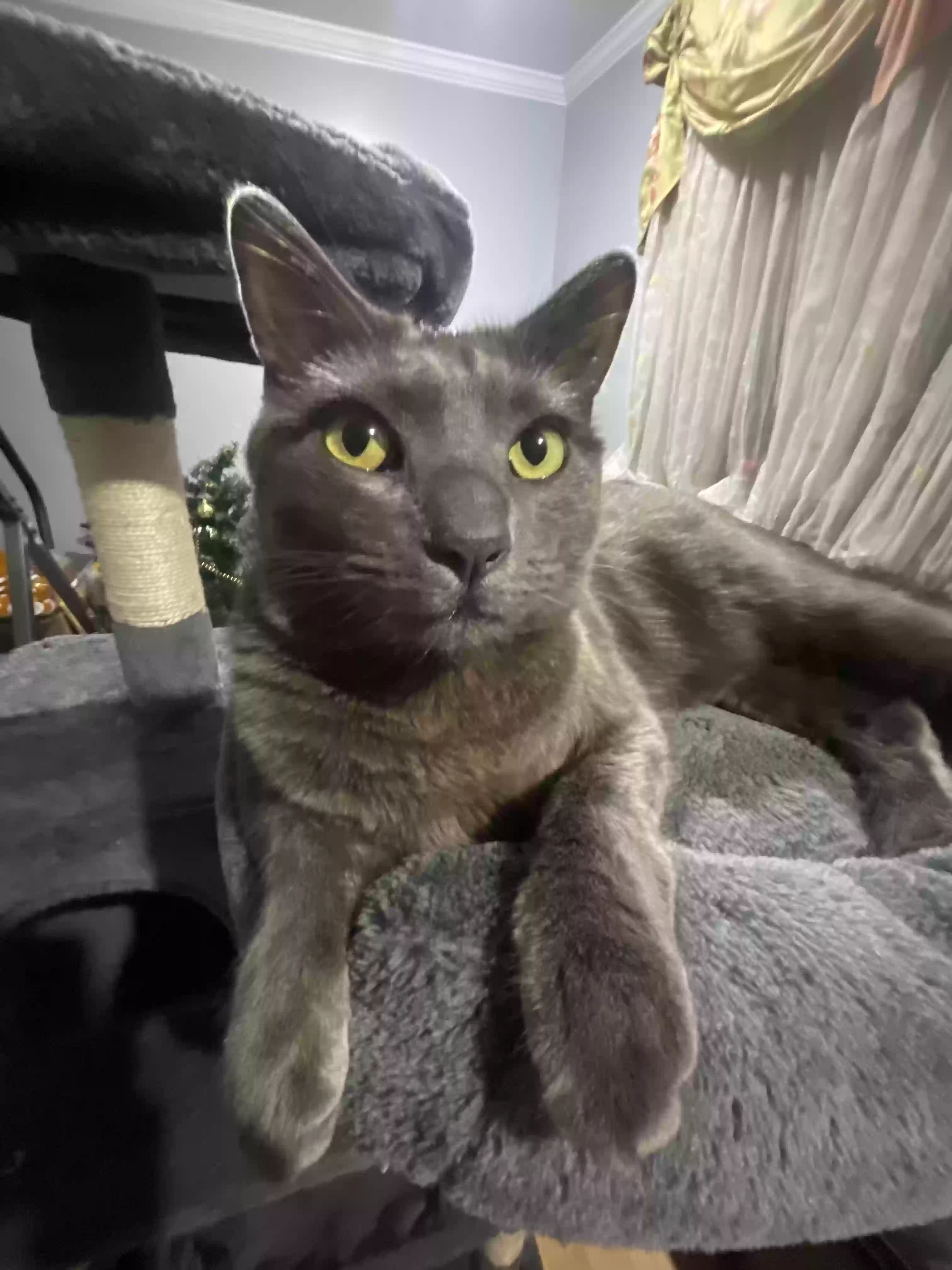 Lost cat in East Meadow, NY, 11554