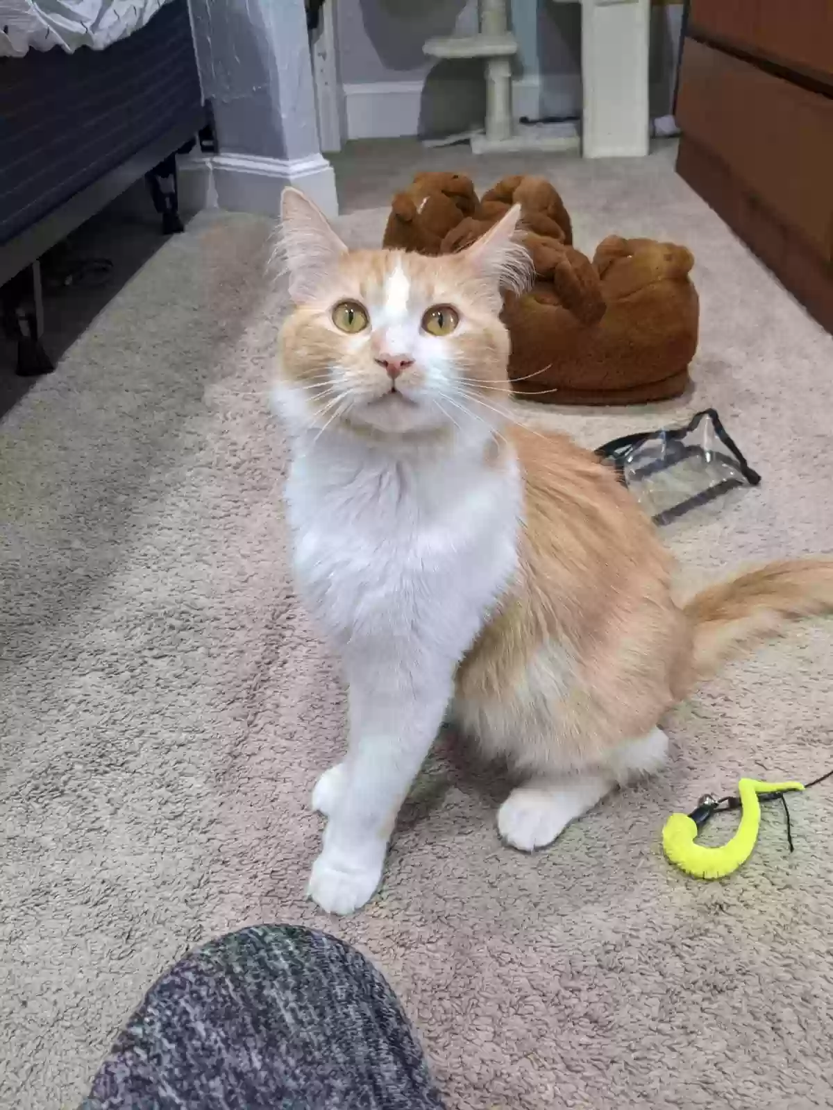 Lost cat in East Weymouth, MA, 2189