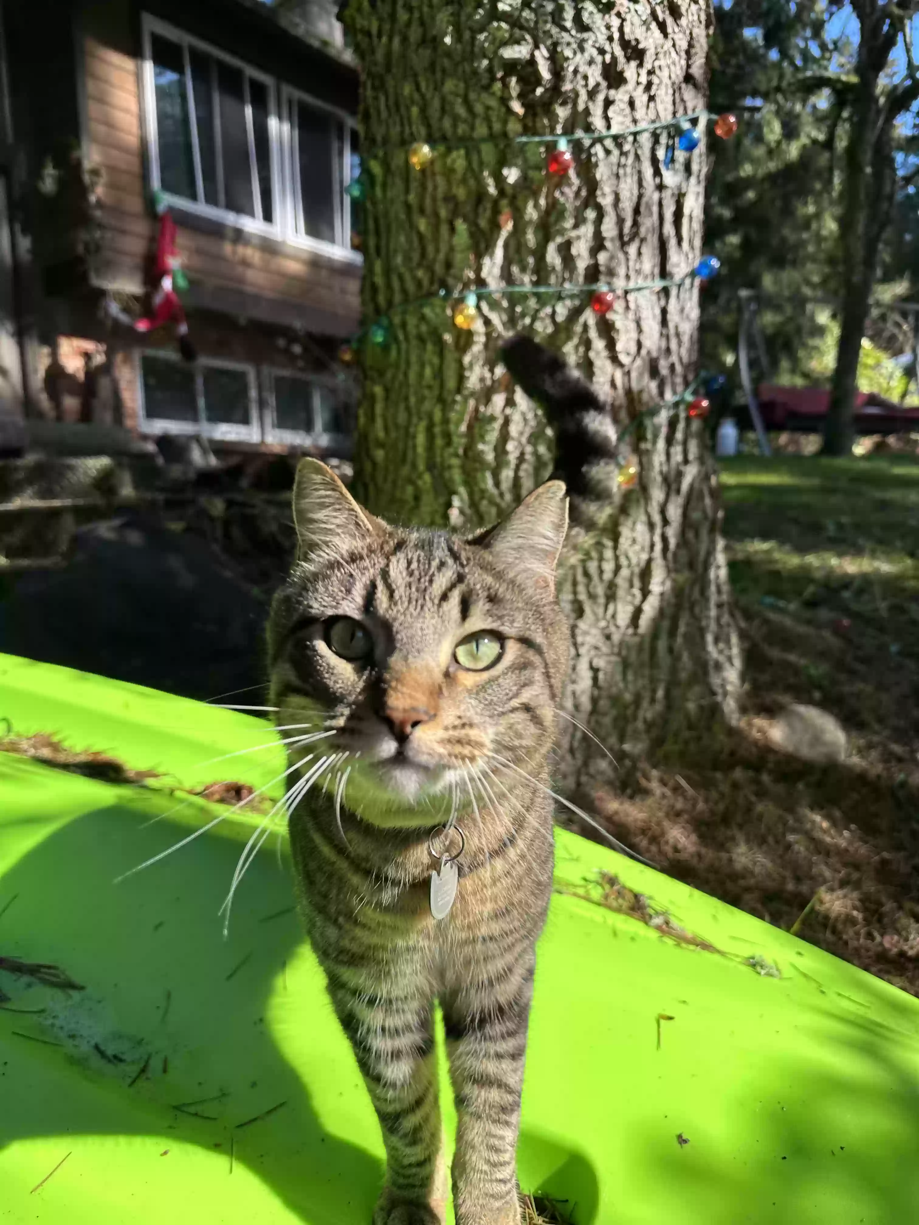 Lost cat in Edmonds, WA, 98026