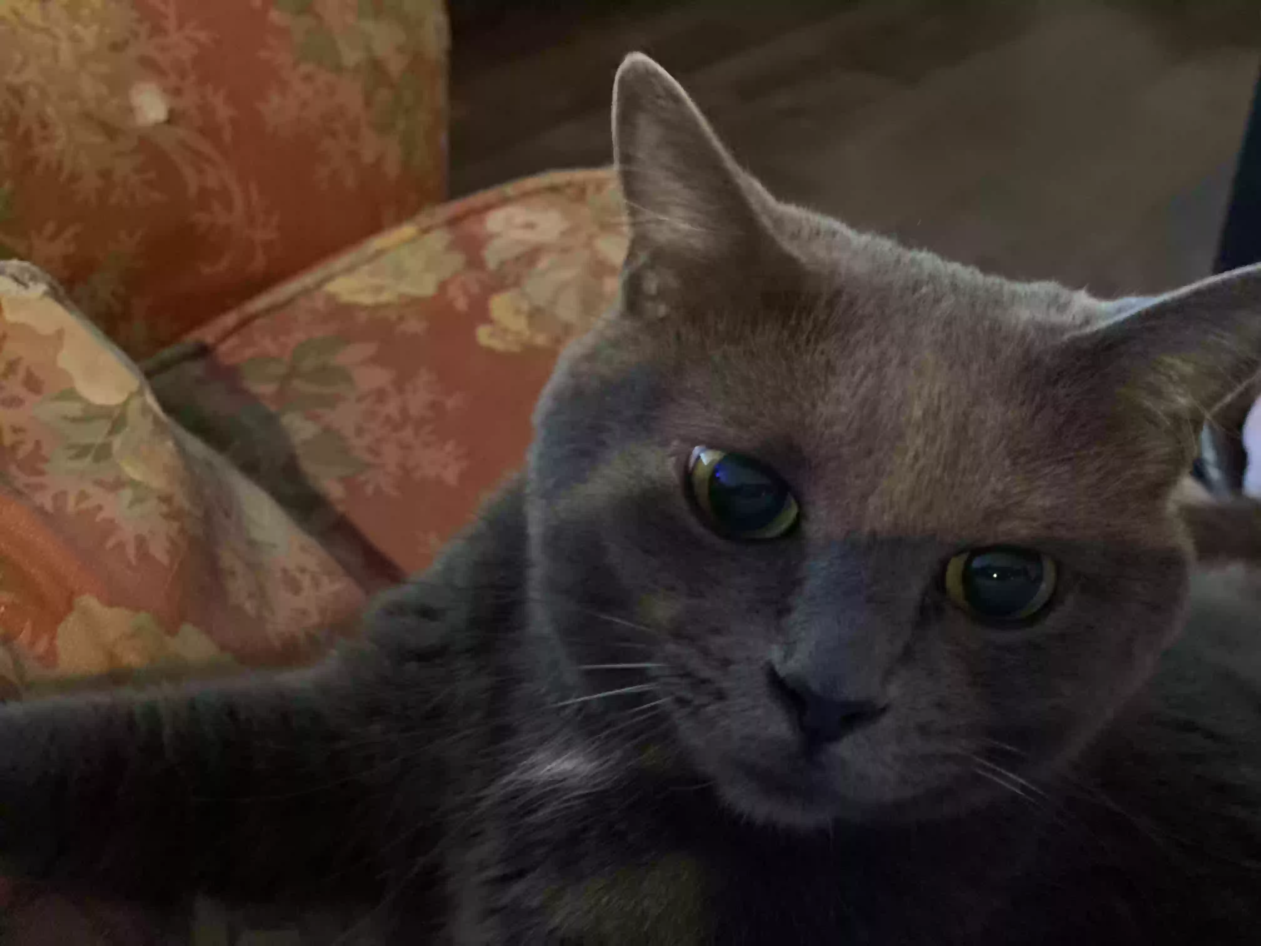 Lost cat in Puyallup, WA, 98374