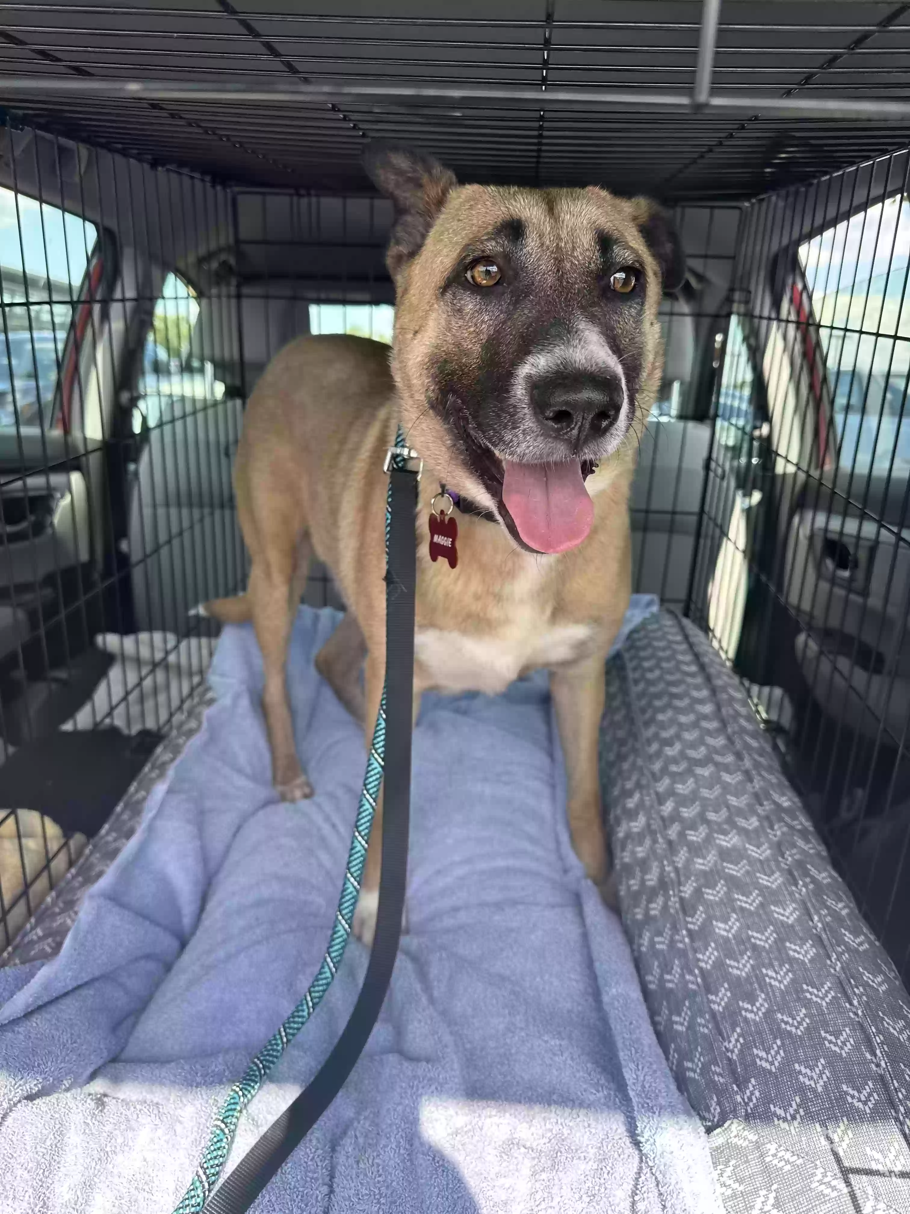 Lost dog in Gaithersburg, MD, 20878