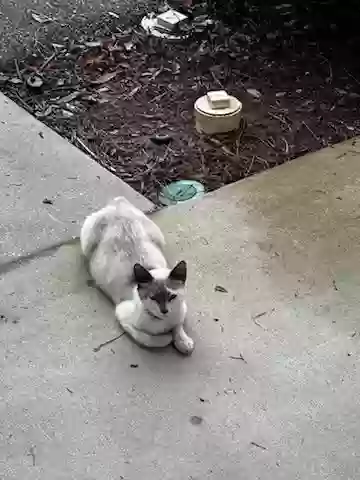Lost cat in Pensacola, FL, 32514