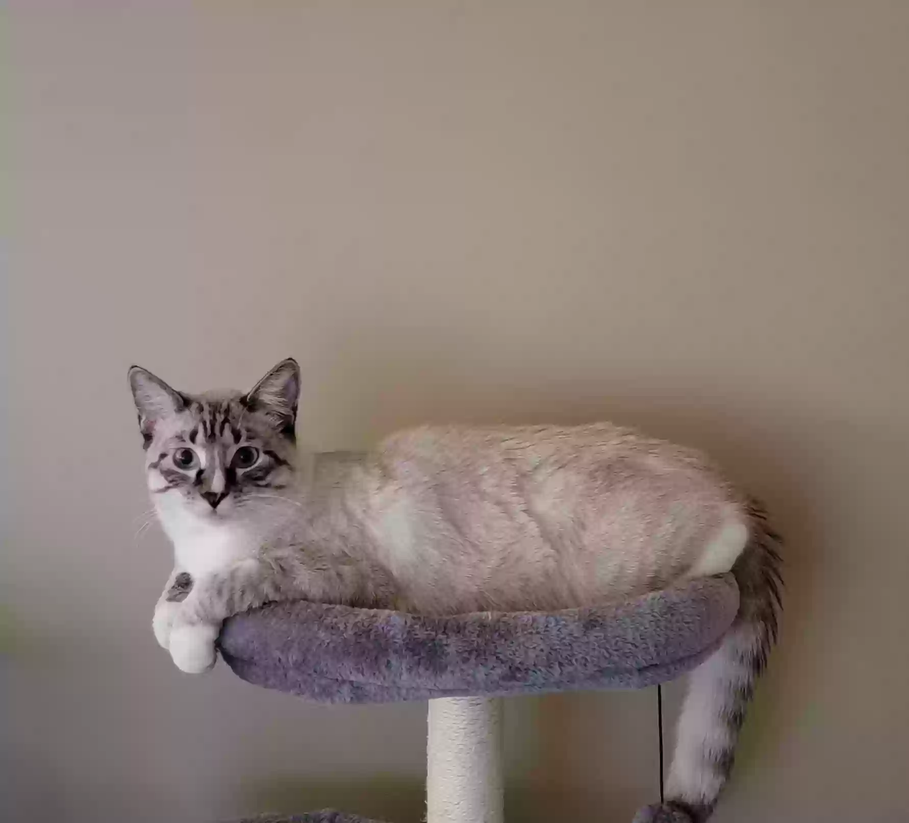 Lost cat in South Jordan, UT, 84095