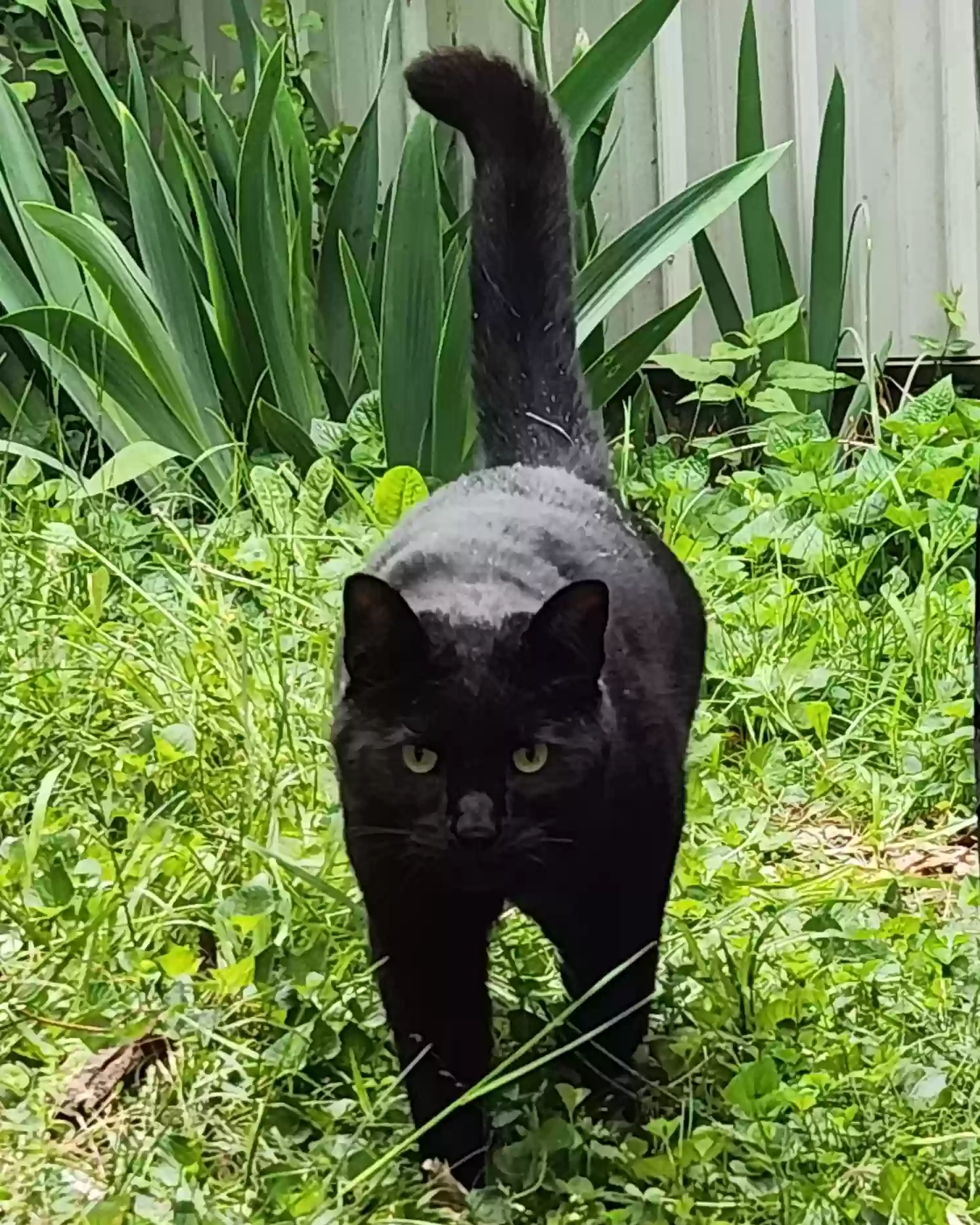 Lost cat in Louisville, KY, 40291