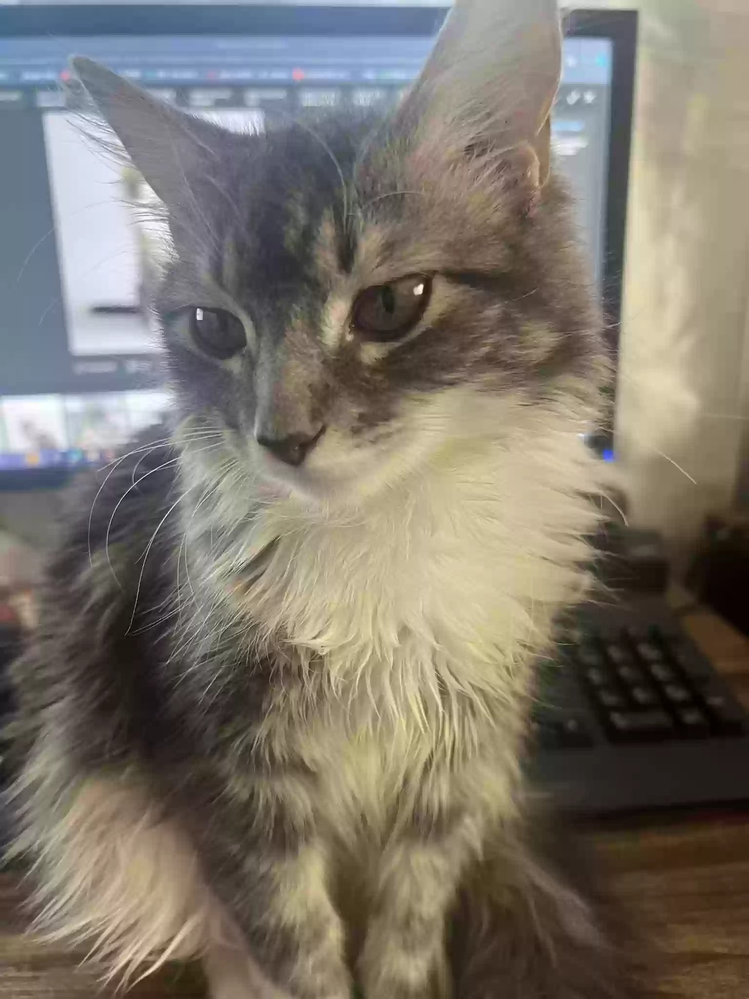Lost cat in Toledo, OH, 43614