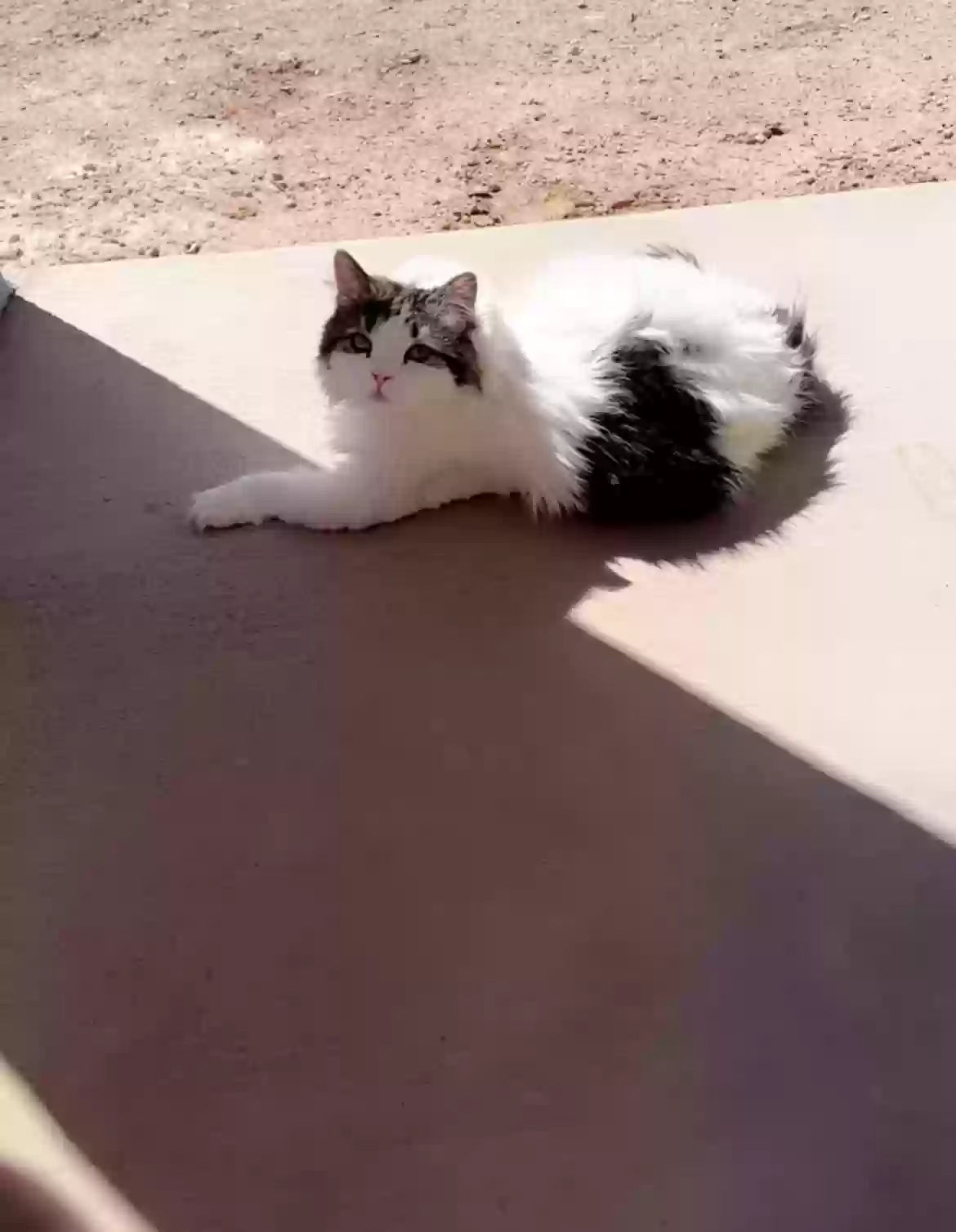 Lost cat in Albuquerque, NM, 87123