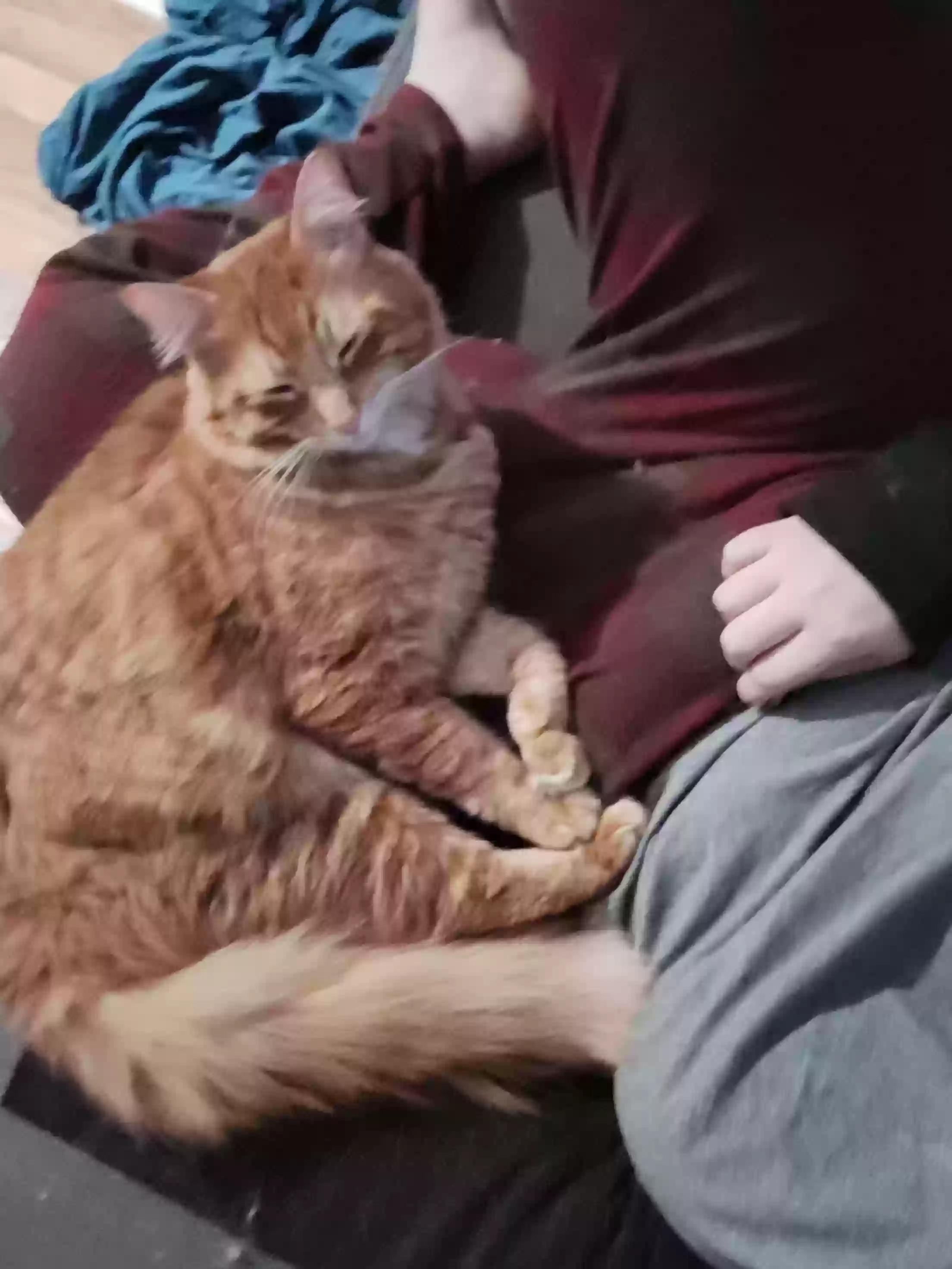 Lost cat in Tacoma, WA, 98404